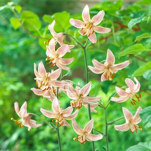 球根 マルタゴンリリー ピンク・モーニング 2 球入