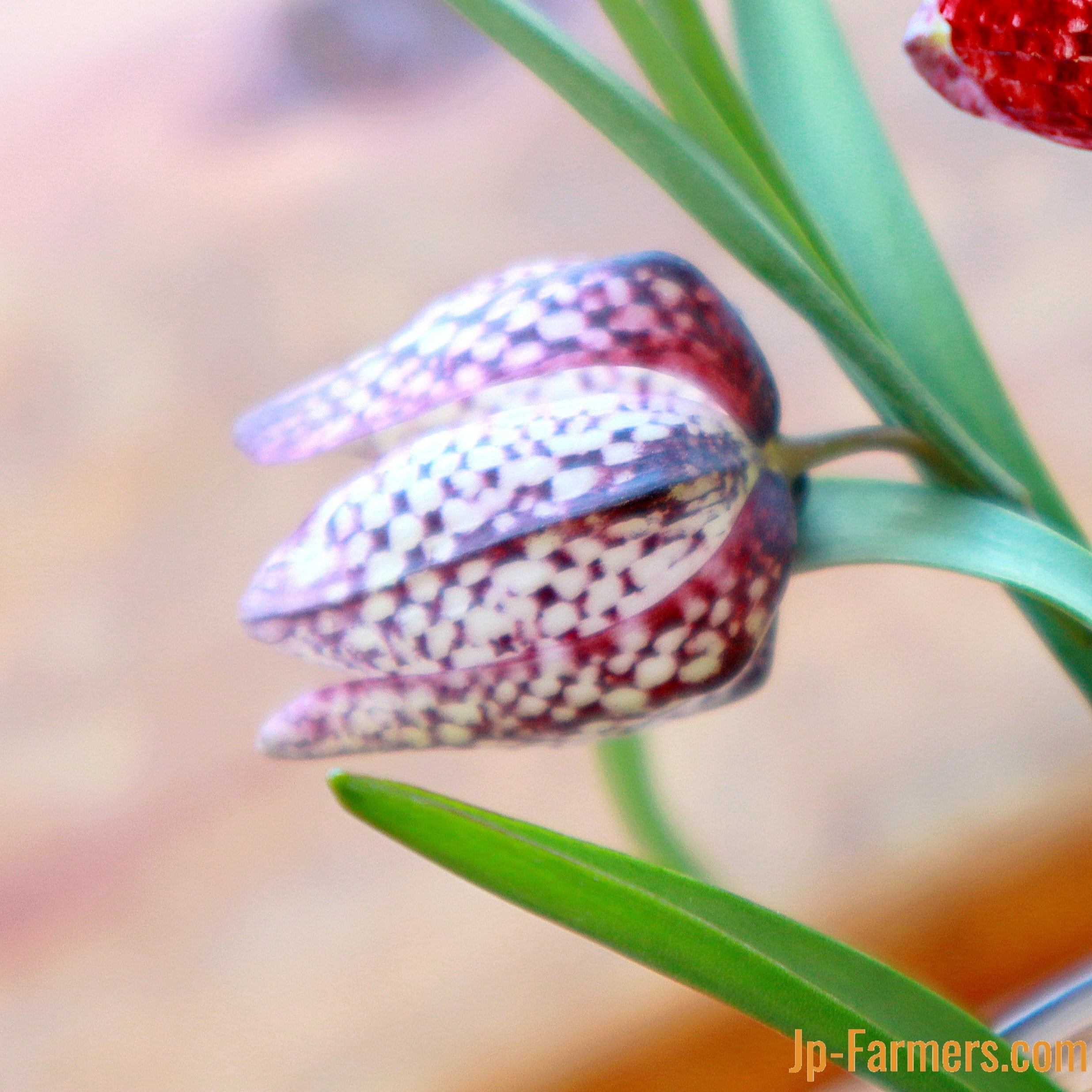 宿根草 多年草 冷蔵 アイス 球根【フルチリア・メレアグレス】３球 早く長く咲く 歴史ある産地！JA高岡農協 球根付きフリチラリア メレアグリス 5本（5