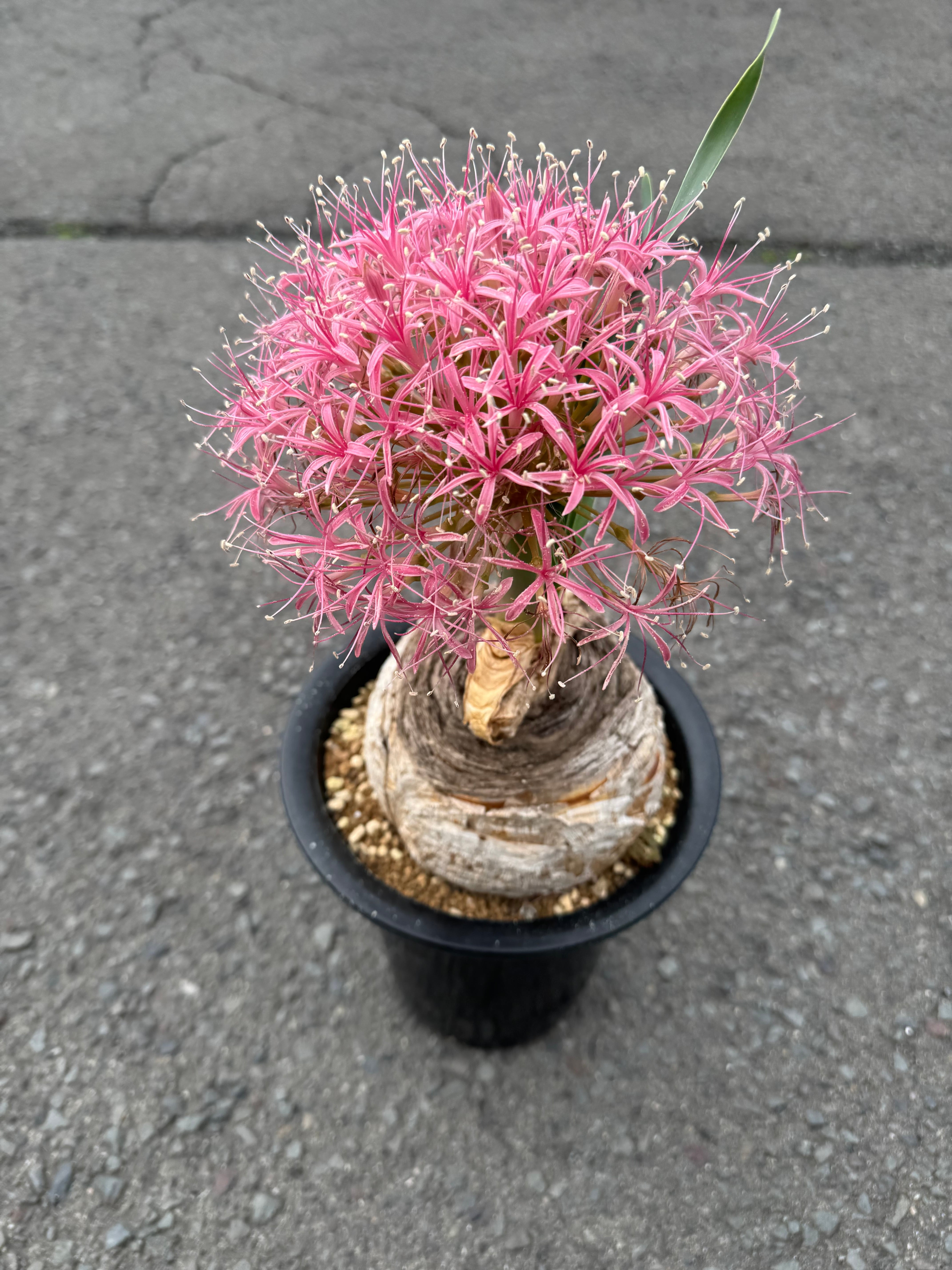 新着】Boophane disticha【高級玉ねぎ】ブーファン ディスティチャ