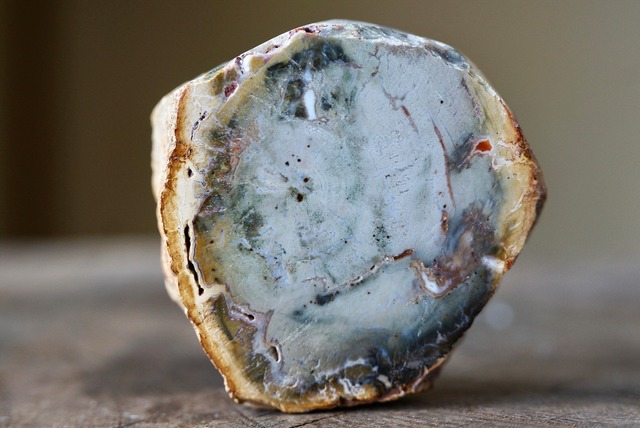 珪化木 Araucarioxylon 19