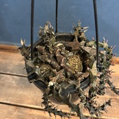 セロぺギア ボッセリ【1058】