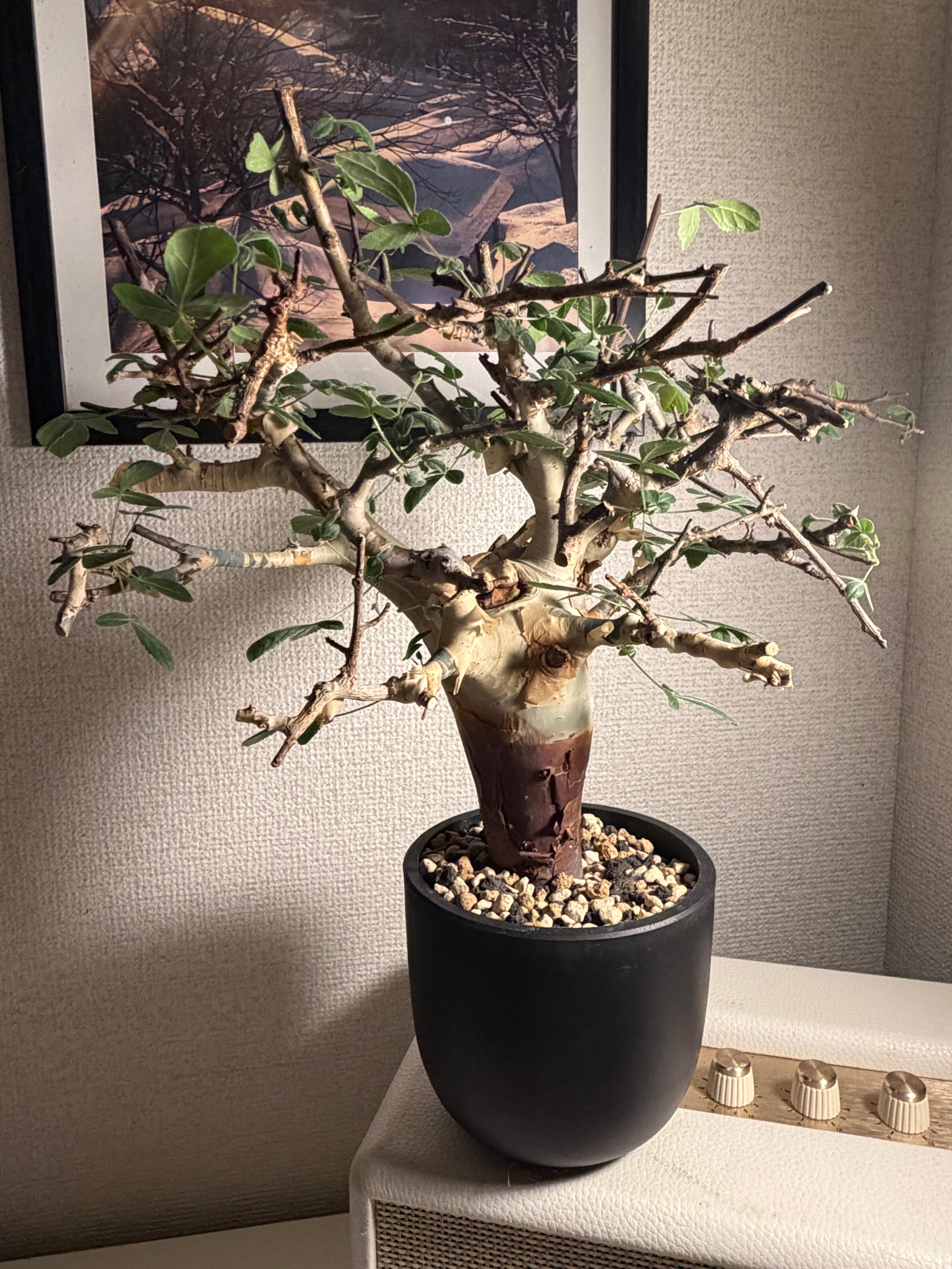 Commiphora | オモニキチュウ