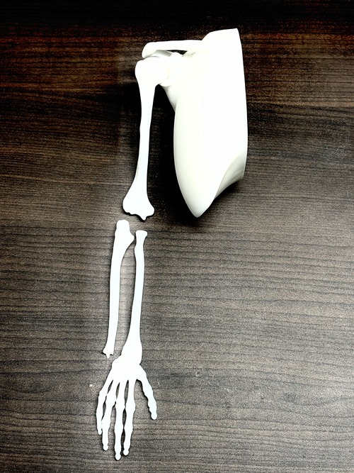 手腕アナトミーモデル
