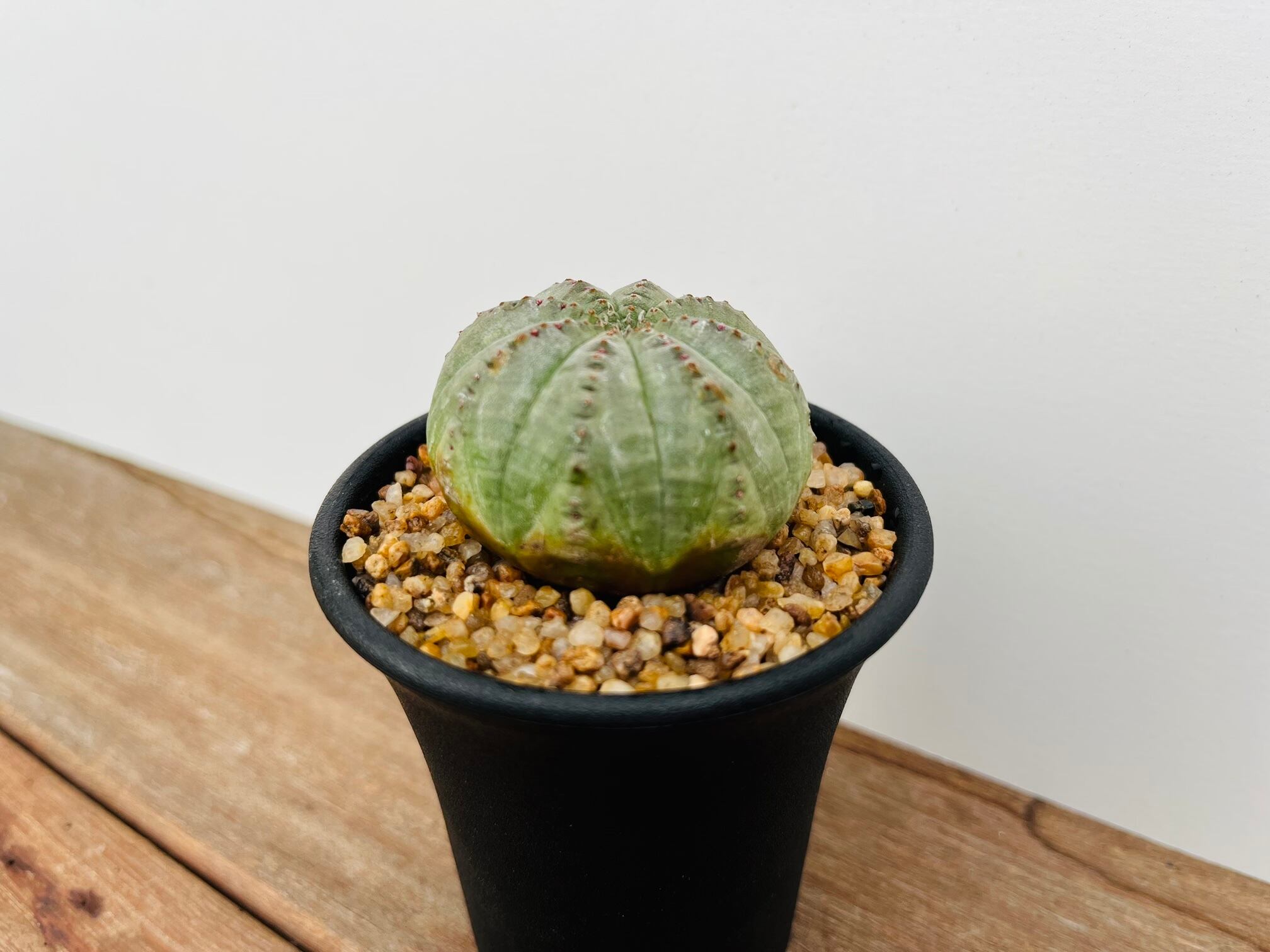 Euphorbia Obesa ユーフォルビア・オベサ 多肉植物 | plants MARU ー 多肉植物・サボテン・園芸グッズのお店 ー  powered by BASE