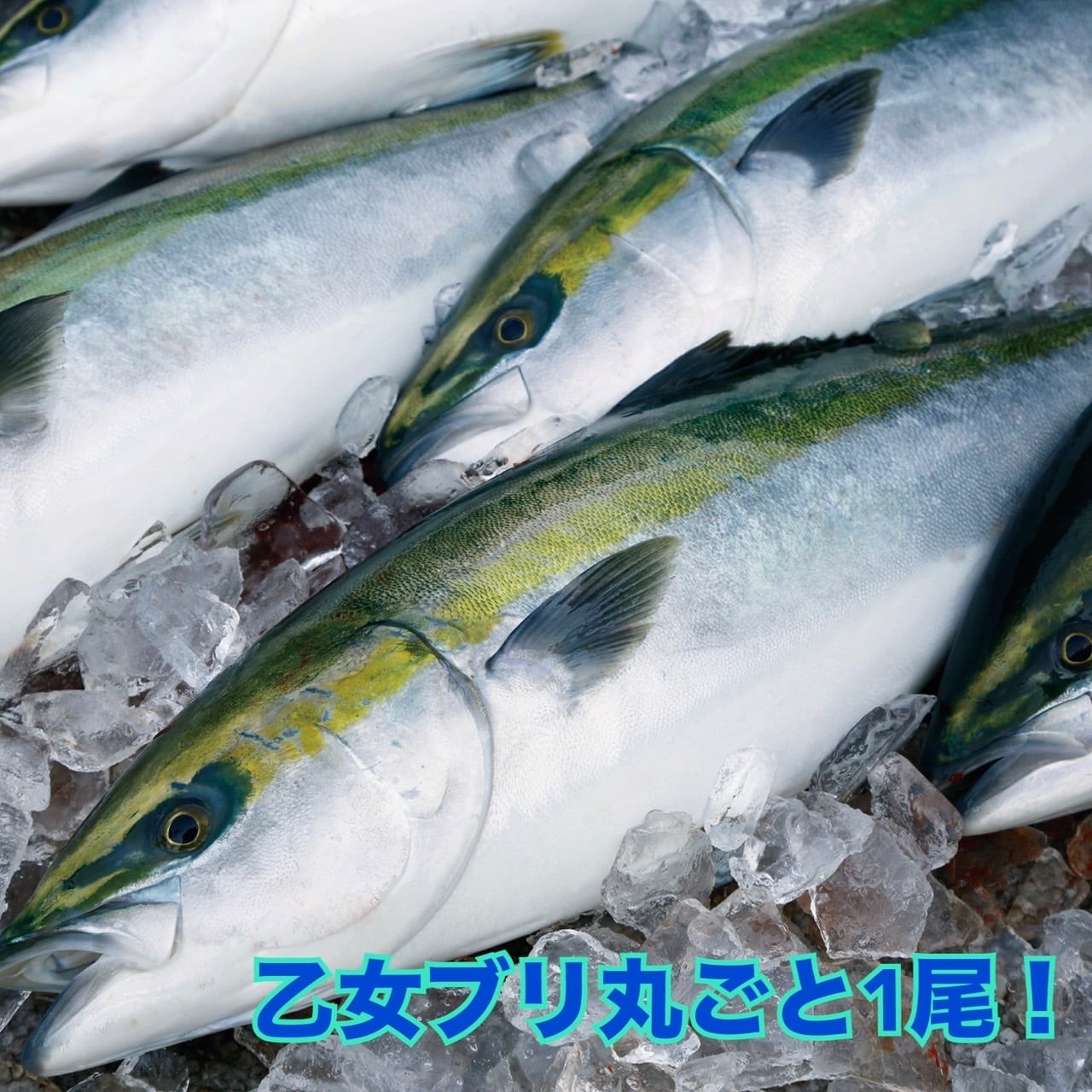 専用　プリクル刺毒追加 サーベリクス［Sabelx - AS-07］ - 株式会社カツイチ