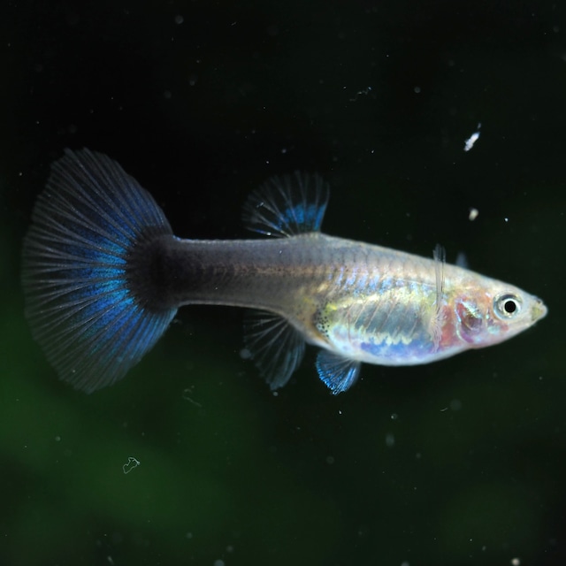 上物ラズリーネオンタキシードリボン(RREA系)　1カルテット