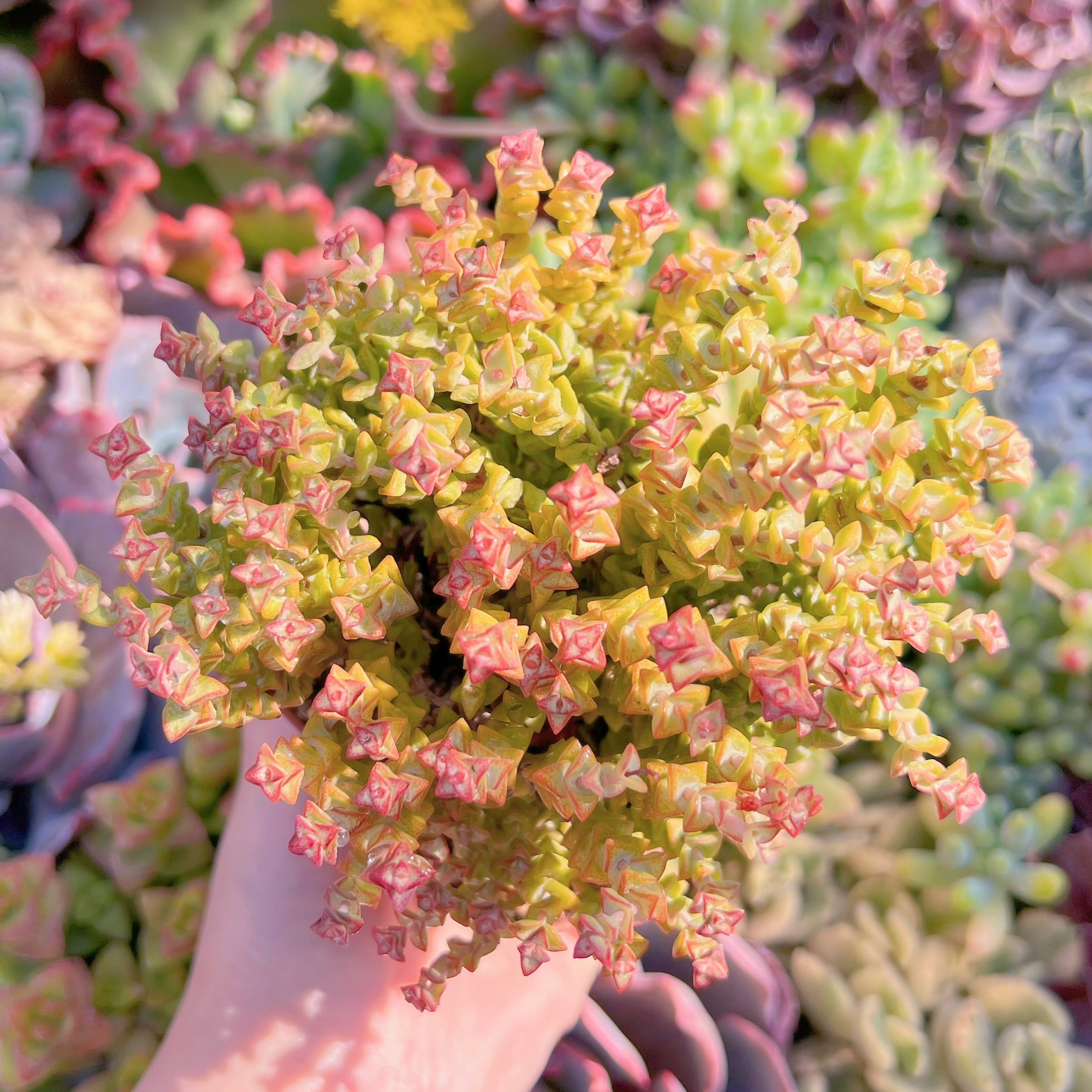 現品　小米星#M031　るる農園