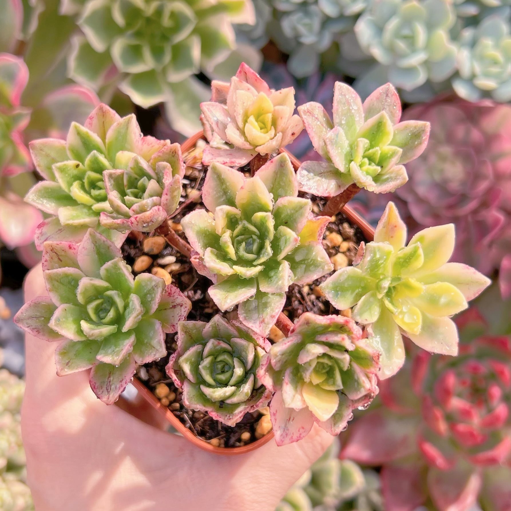 現品　sweet tea#717   るる農園