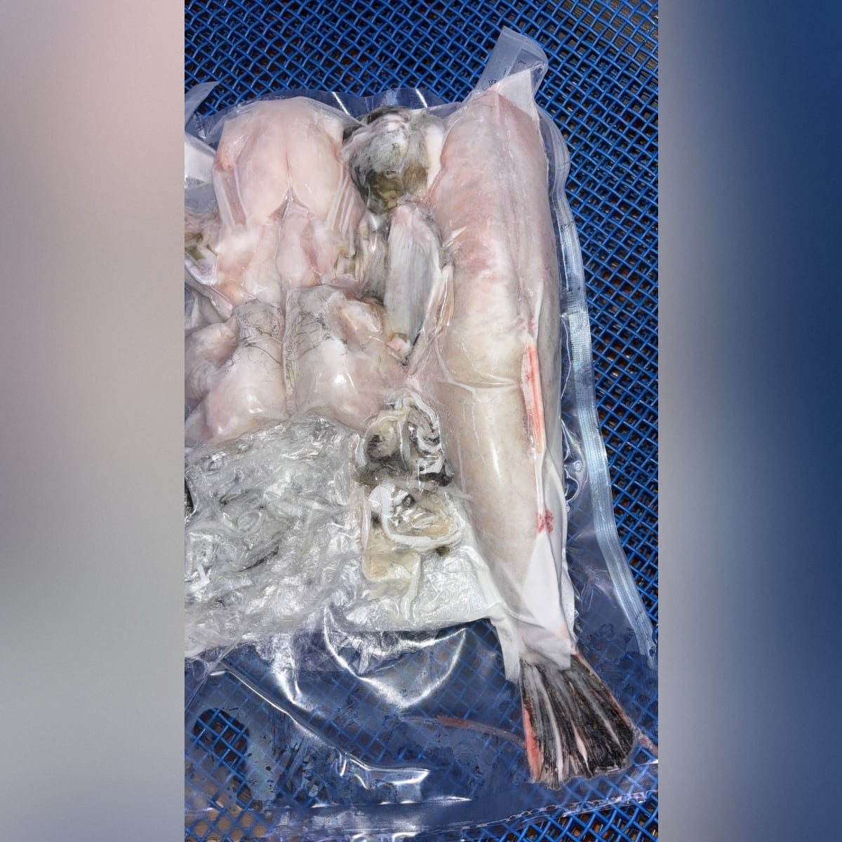 南知多魚新商店　天然トラフグ原魚１kg 冷凍