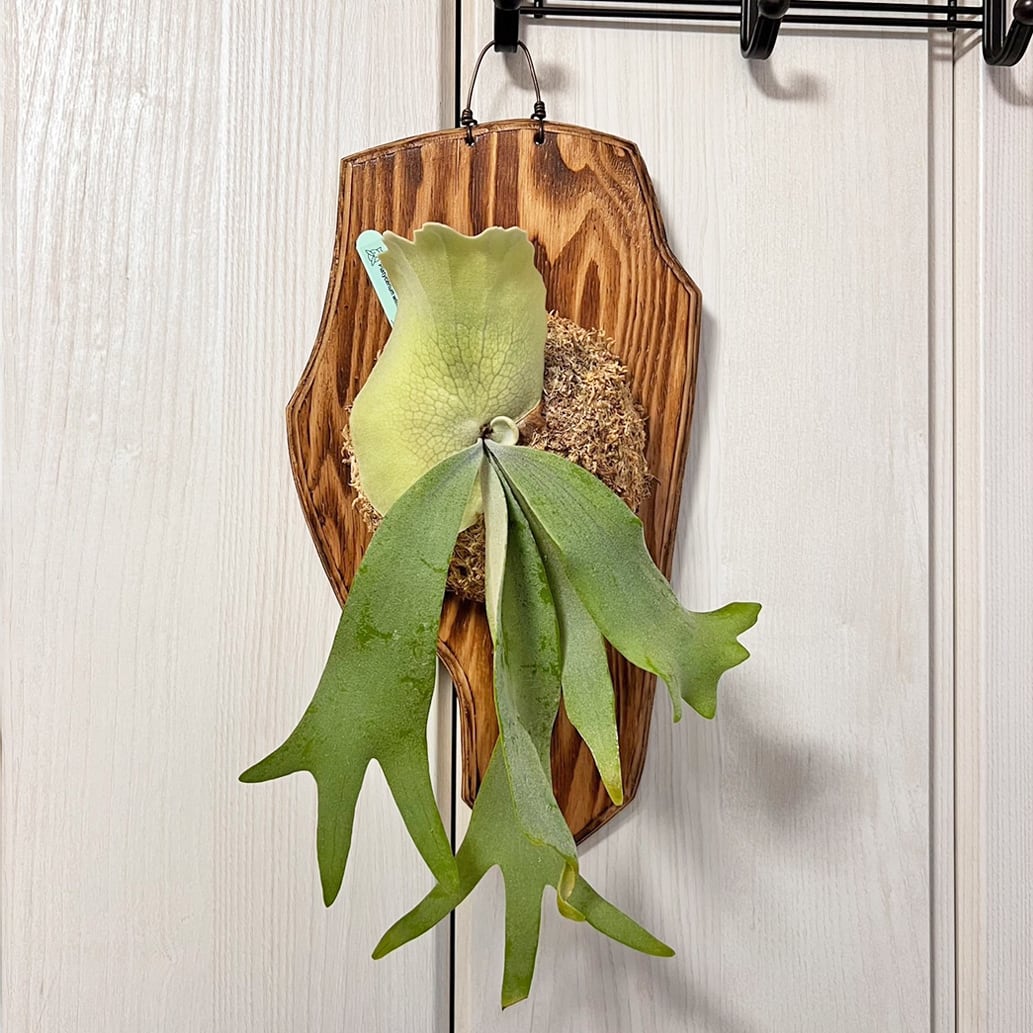 ビカクシダ ウィリンキー 板付 ビカクシダ ウィリンキー ミックス