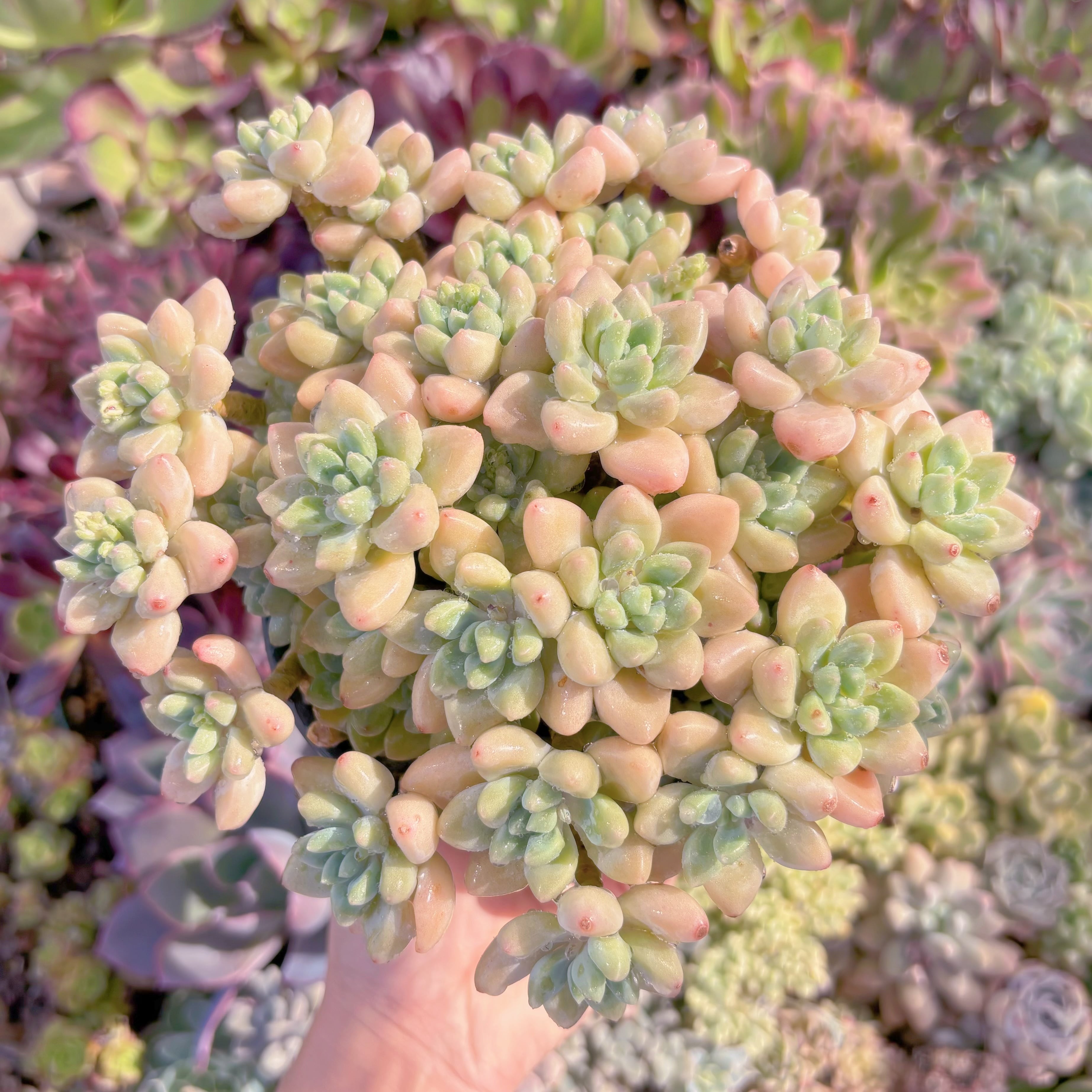 現品　ホワイトケーキ#343　特大群生　新入荷　るる農園