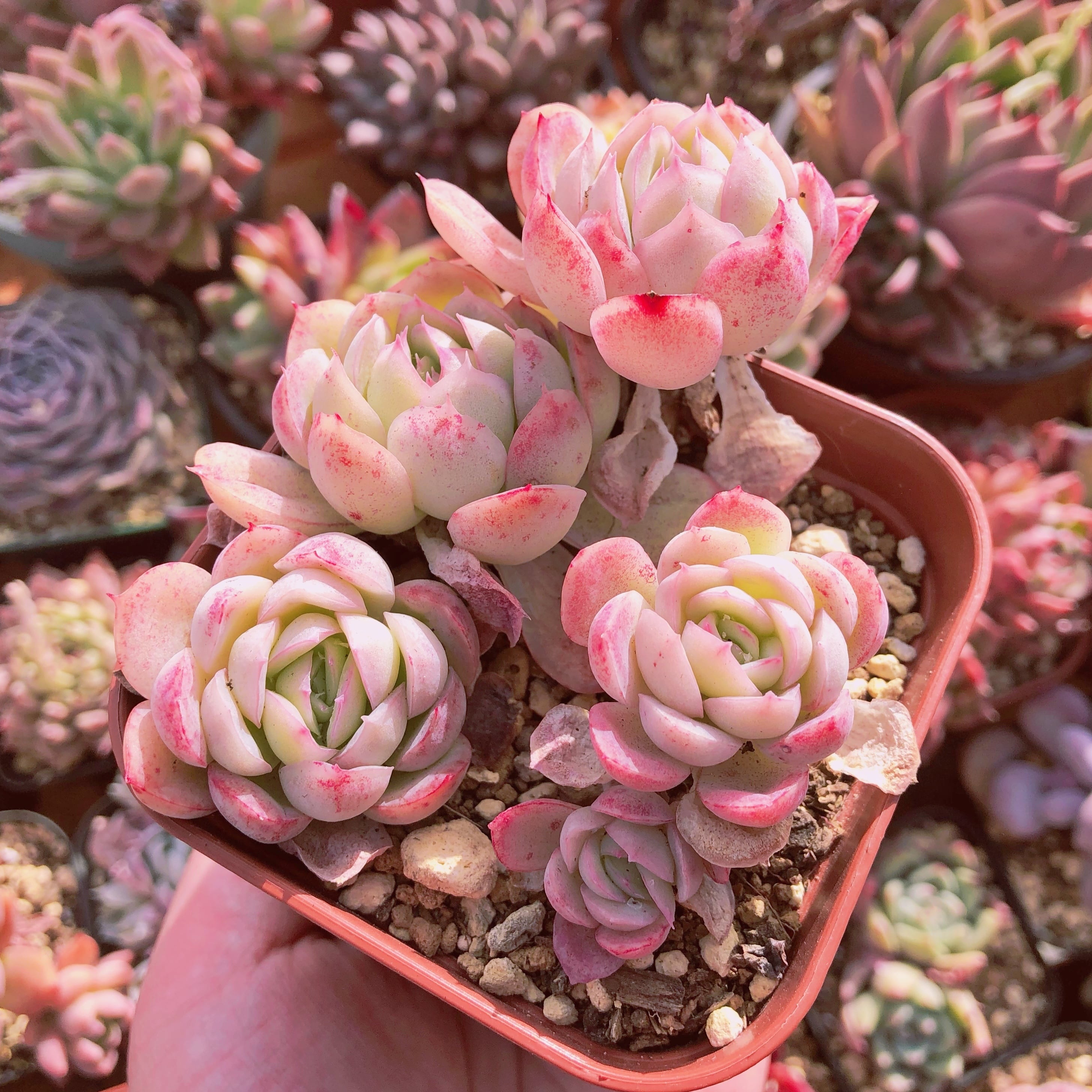 多肉植物 ピンク月影 群生 抜き苗 | るる農園~多肉植物専門
