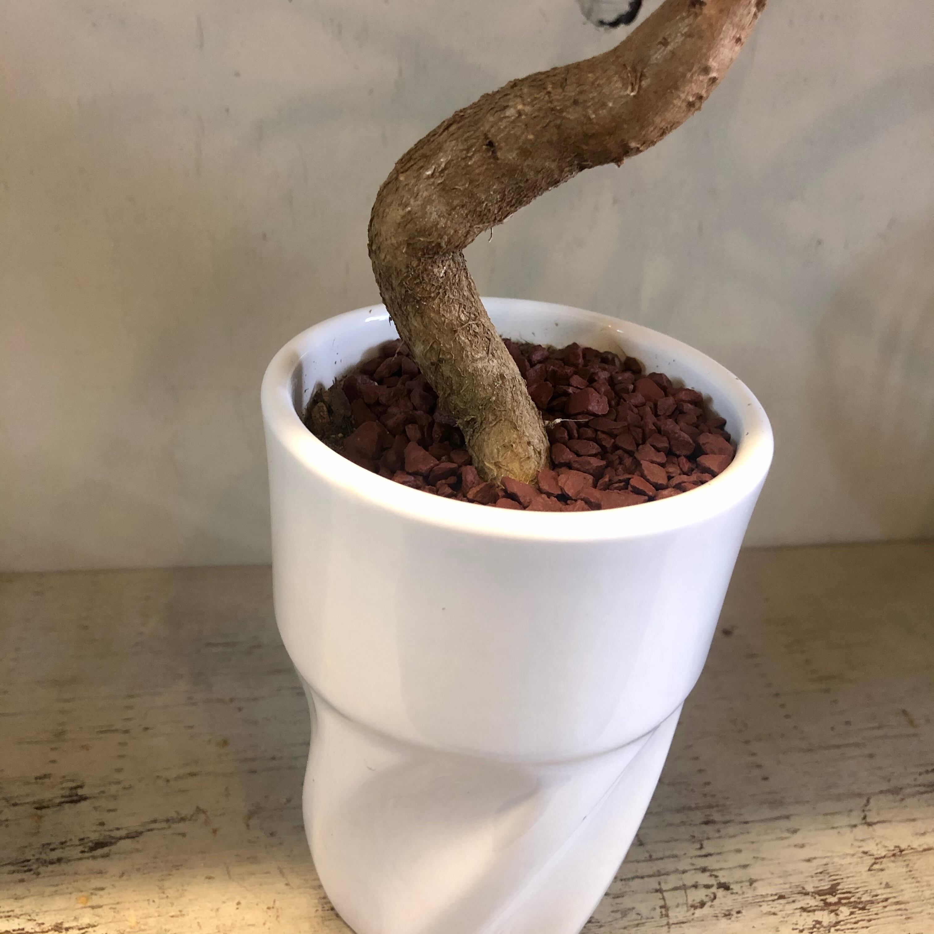 ボトルツリー　ブラキキトン３株セット❗️ ボトルツリー ブラキキトン3株セット❗️