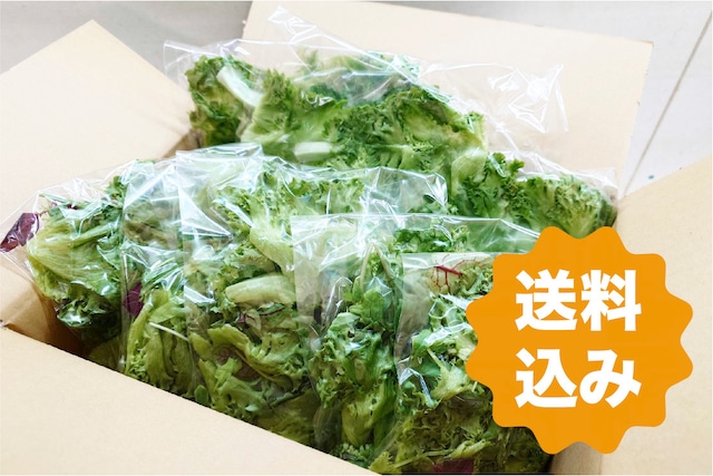 【定期便 2週間】クリスピーレタス500g×1pc+ミックス100g×5pc