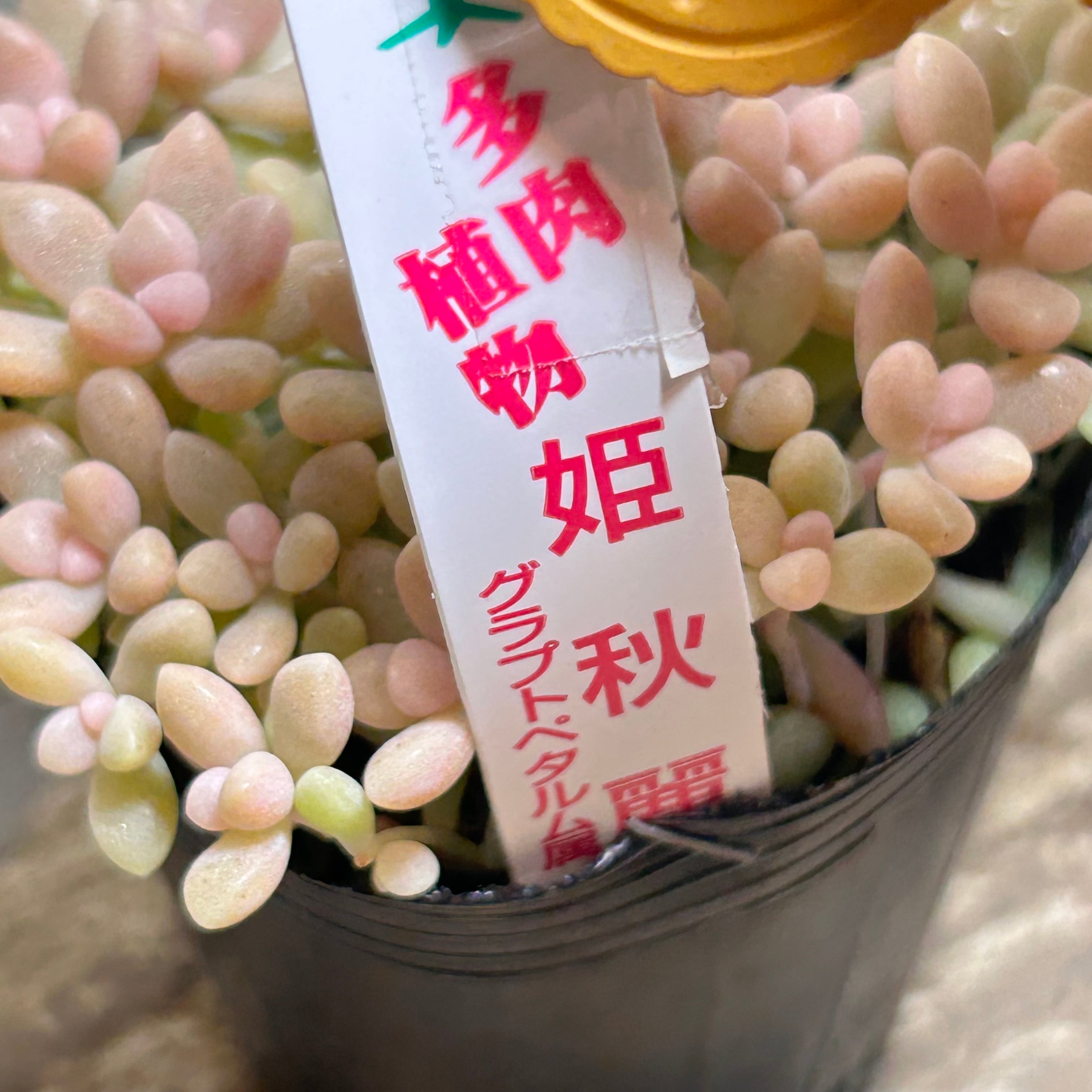 姫秋麗 | RuPo 多肉植物専門店