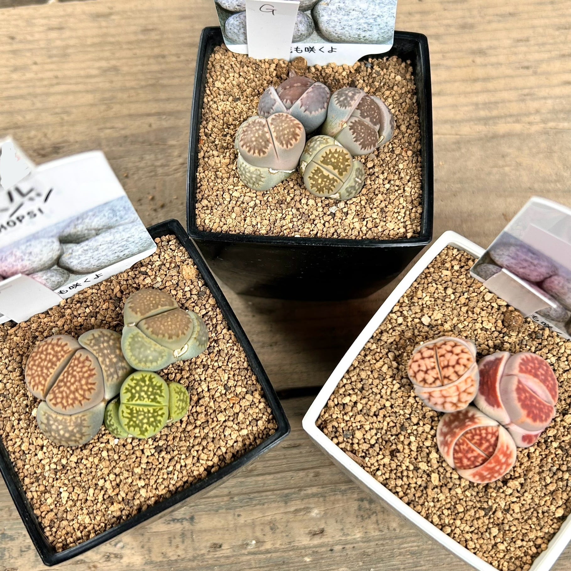 リトープス(一つのお値段です | RuPo 多肉植物専門店