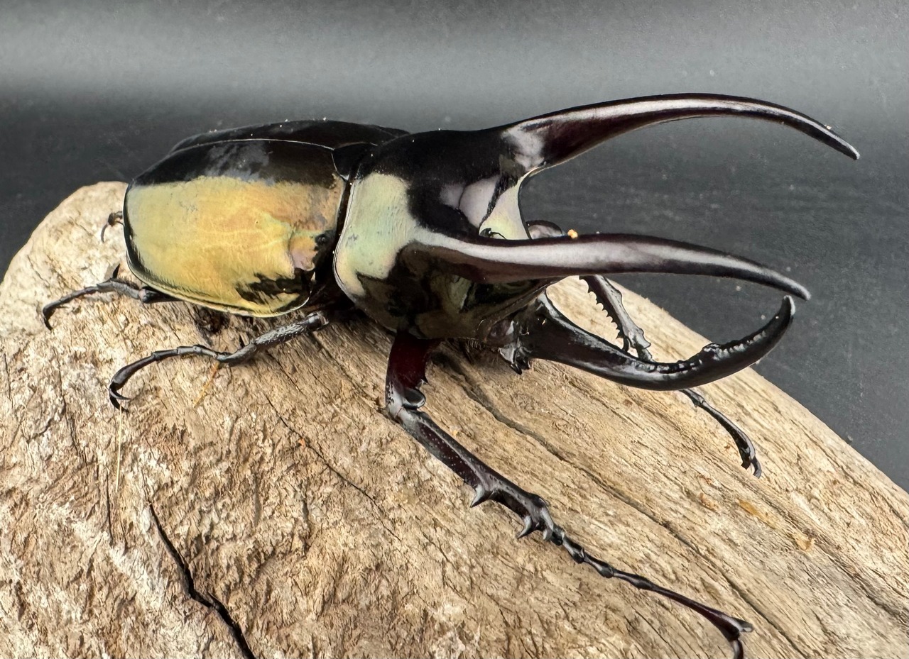 【WD】《アトラスオオカブト スマトラ島産 84mm ペア》