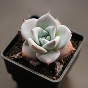 【PREMIUM】 抜き苗 メキシカンジャイアント Echeveria colorata 'Mexican Giant'