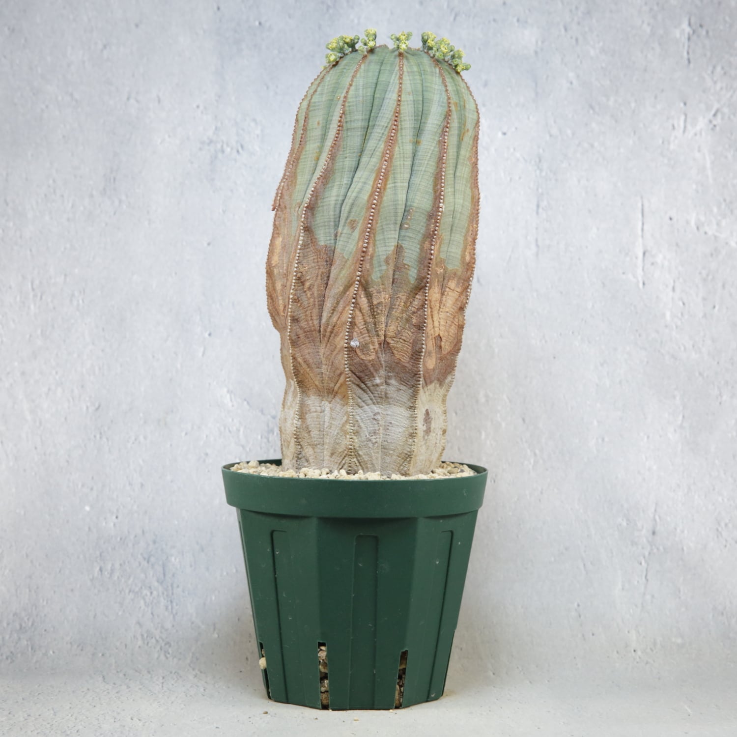 オス株【超厳選株】超大株 直径約9cm マウンテン ヴィンテージ オベサ