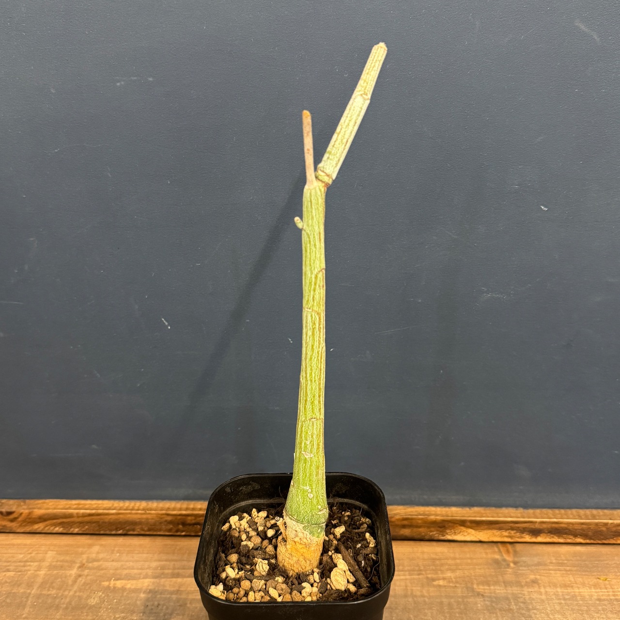 アデニア ペチュエリー【398】