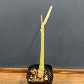 アデニア ペチュエリー【398】