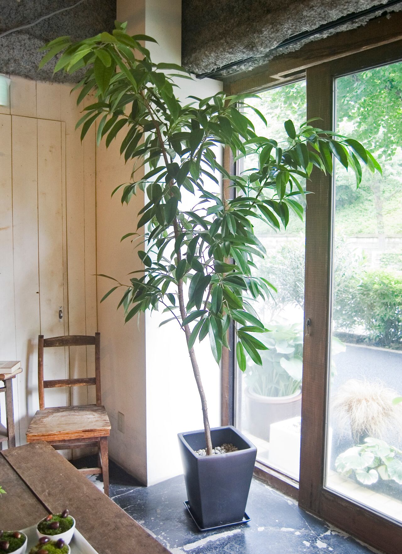 23区内限定配送 フィカス アムステルダムキング Neo Green 23区内限定配送 フィカス アムステルダムキング Neo Green