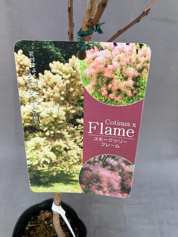 樹木 | 日本ライン花木センター