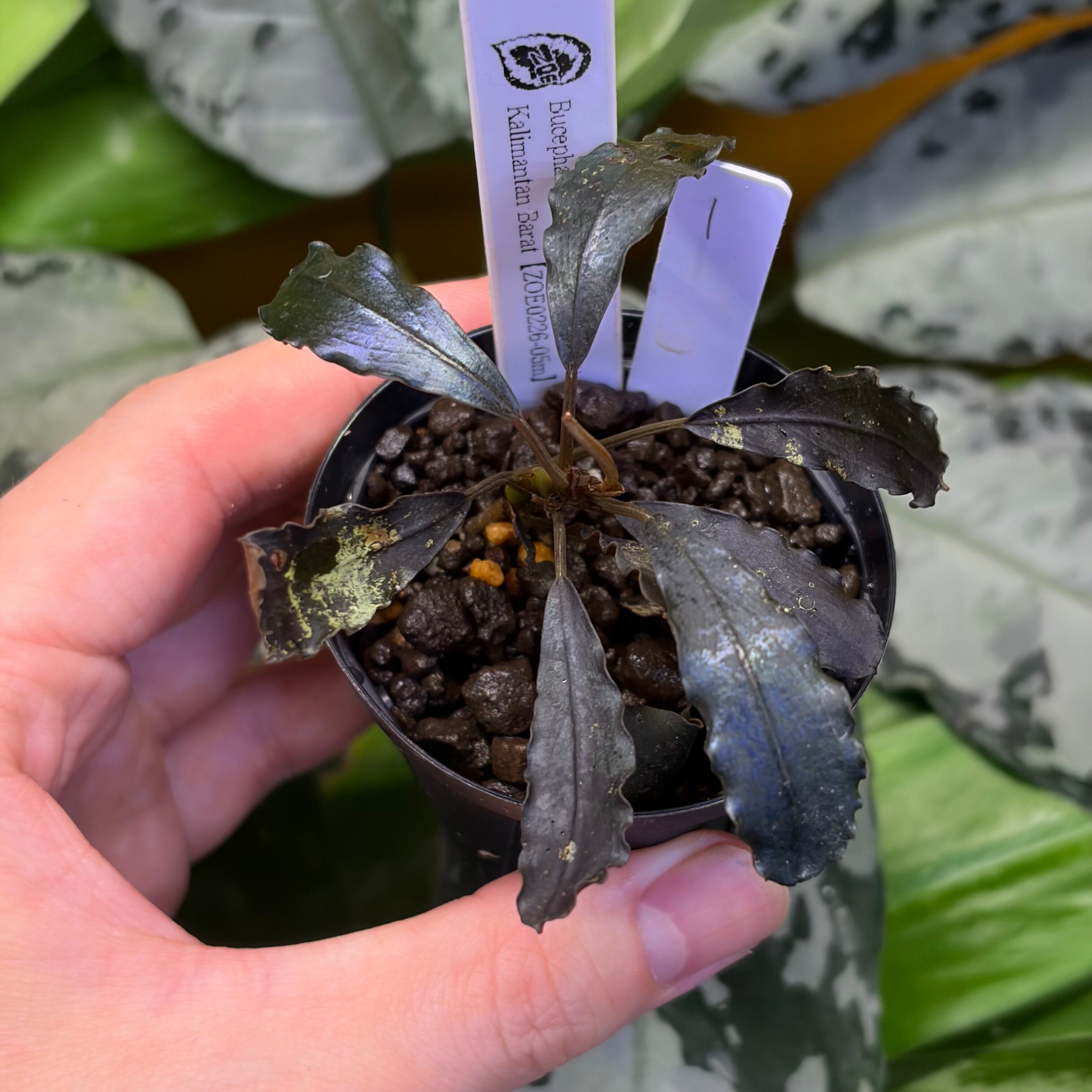 Bucephalandra cf. filiformis Sanggau Kalimantan Barat【ZOE0226-17i