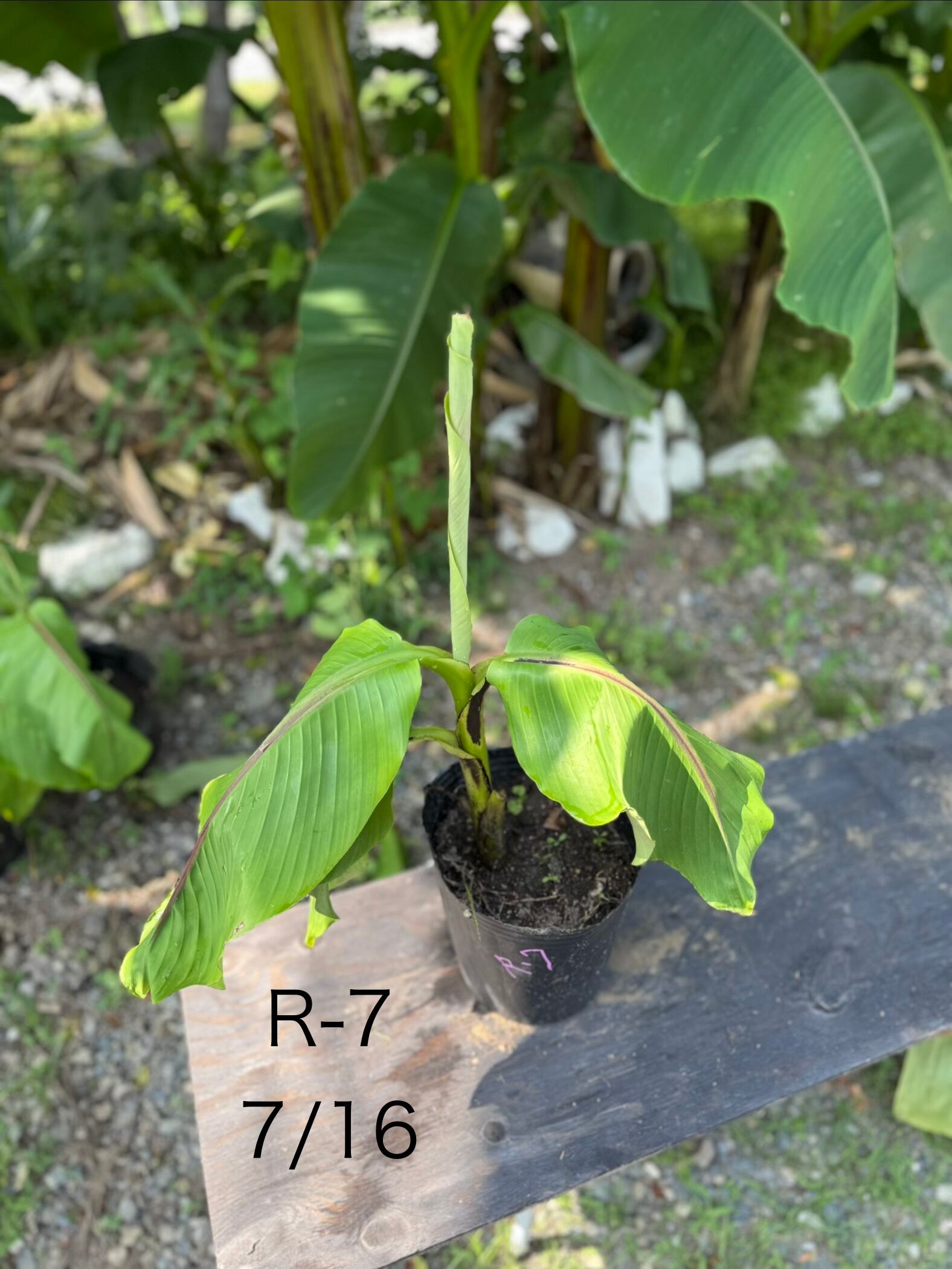 芭蕉 ジャパニーズバナナ バショウ 苗 A-3【鉢底から計測】 約100cm