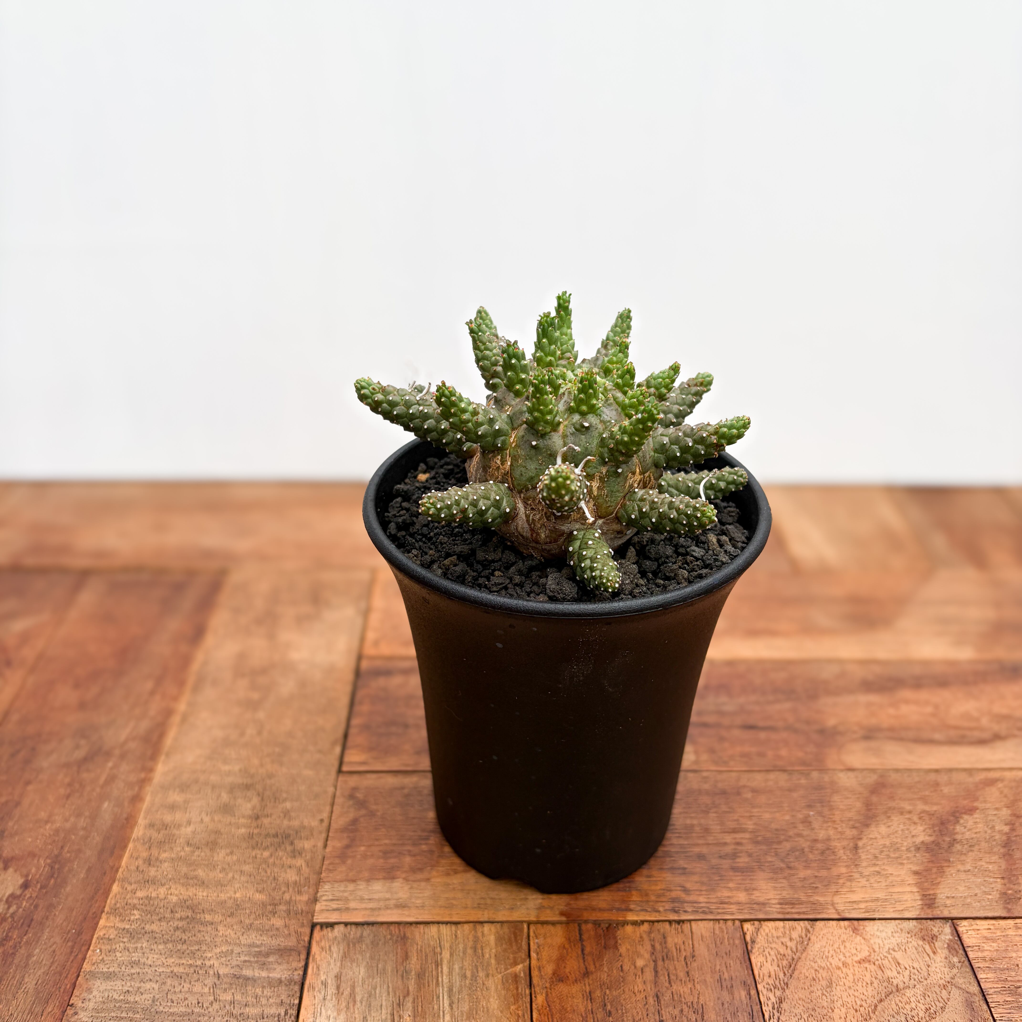 Euphorbia gamkensis 【ユーフォルビア・ガムケンシス】 | RIMO'S