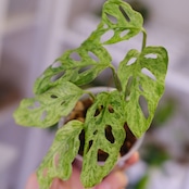 Monstera adansonii Mottled / モンステラ アダンソニー ミント㉖ / 観葉植物<育て方・花言葉>