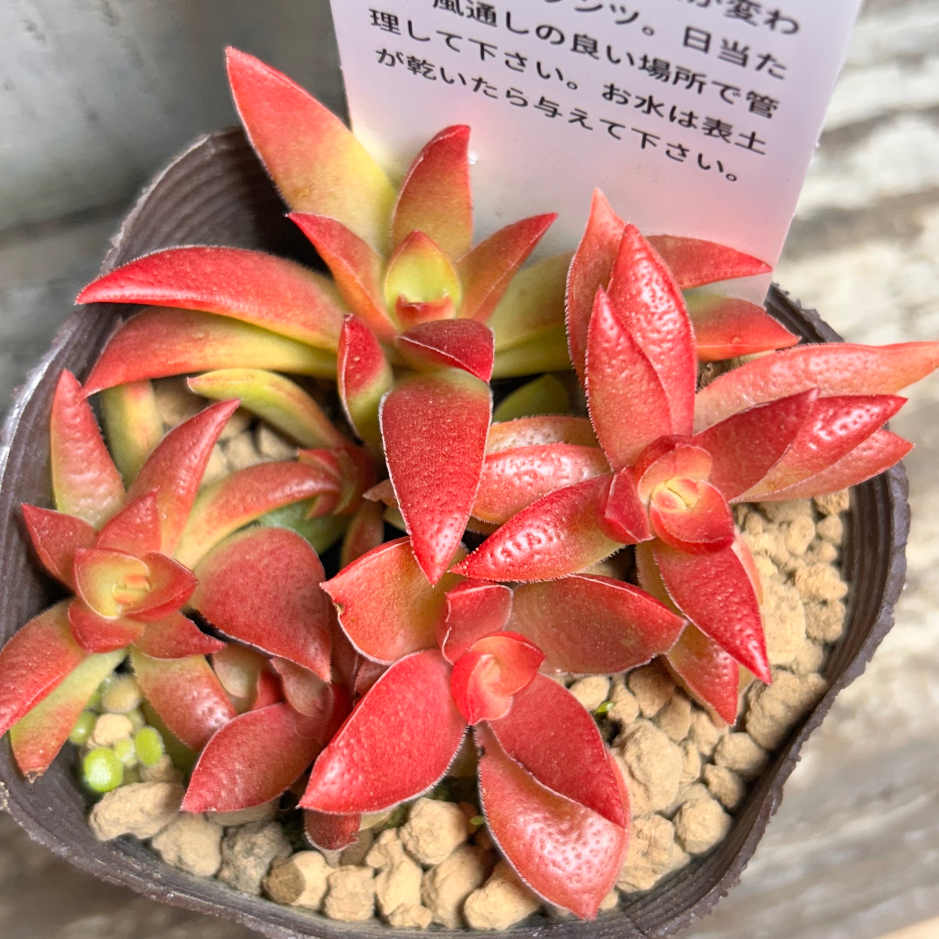 赤鬼城(あかおにじょう) | RuPo 多肉植物専門店