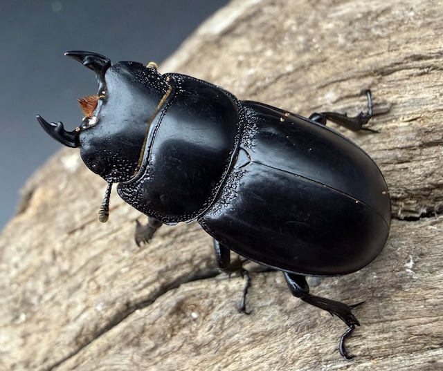 【WD】《ティアンムニセヒタラ 天目山産 27.5mm ♂♀♀トリオ》