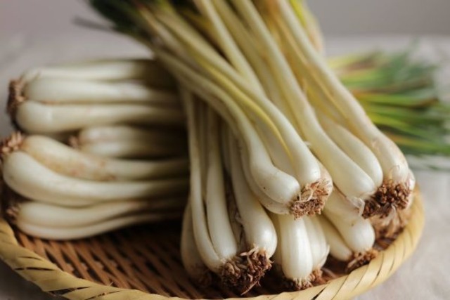 でいご様　島らっきょう