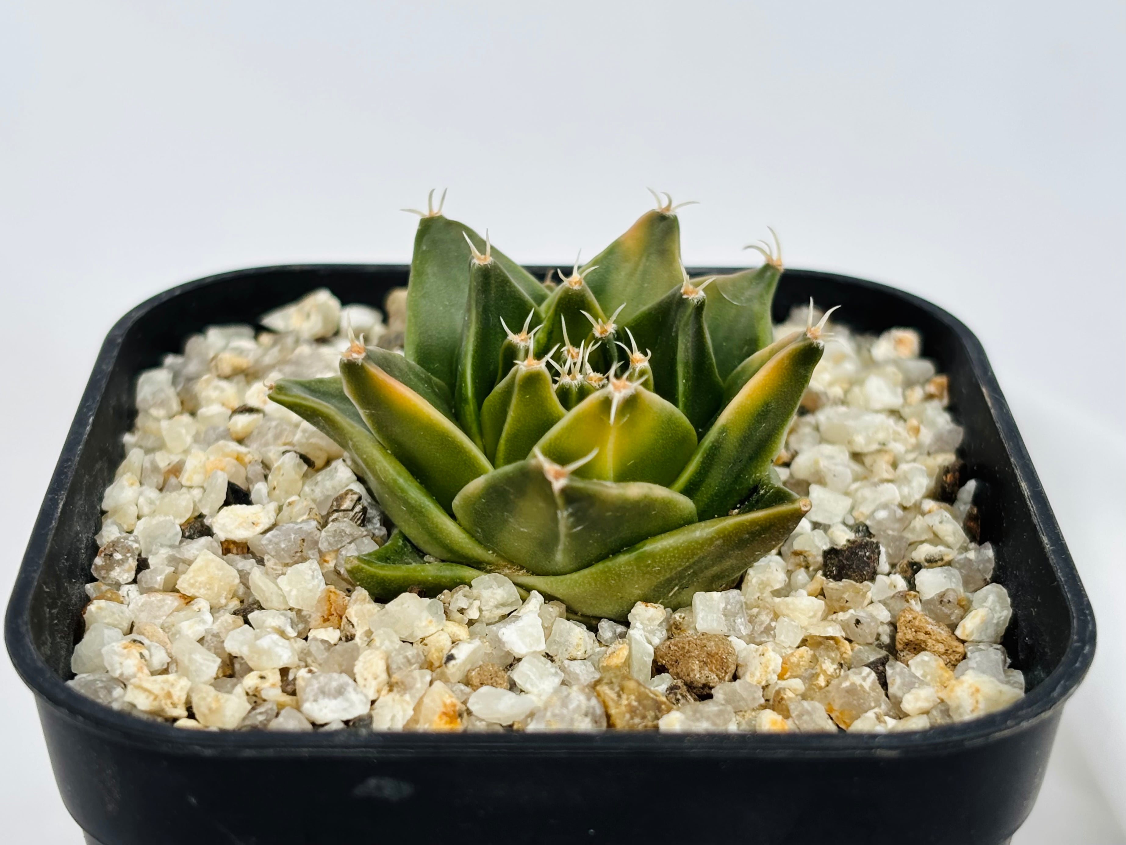 帝冠錦　実生 Obregonia denegrii オブレゴニア 帝冠錦 サボテン | plants MARU