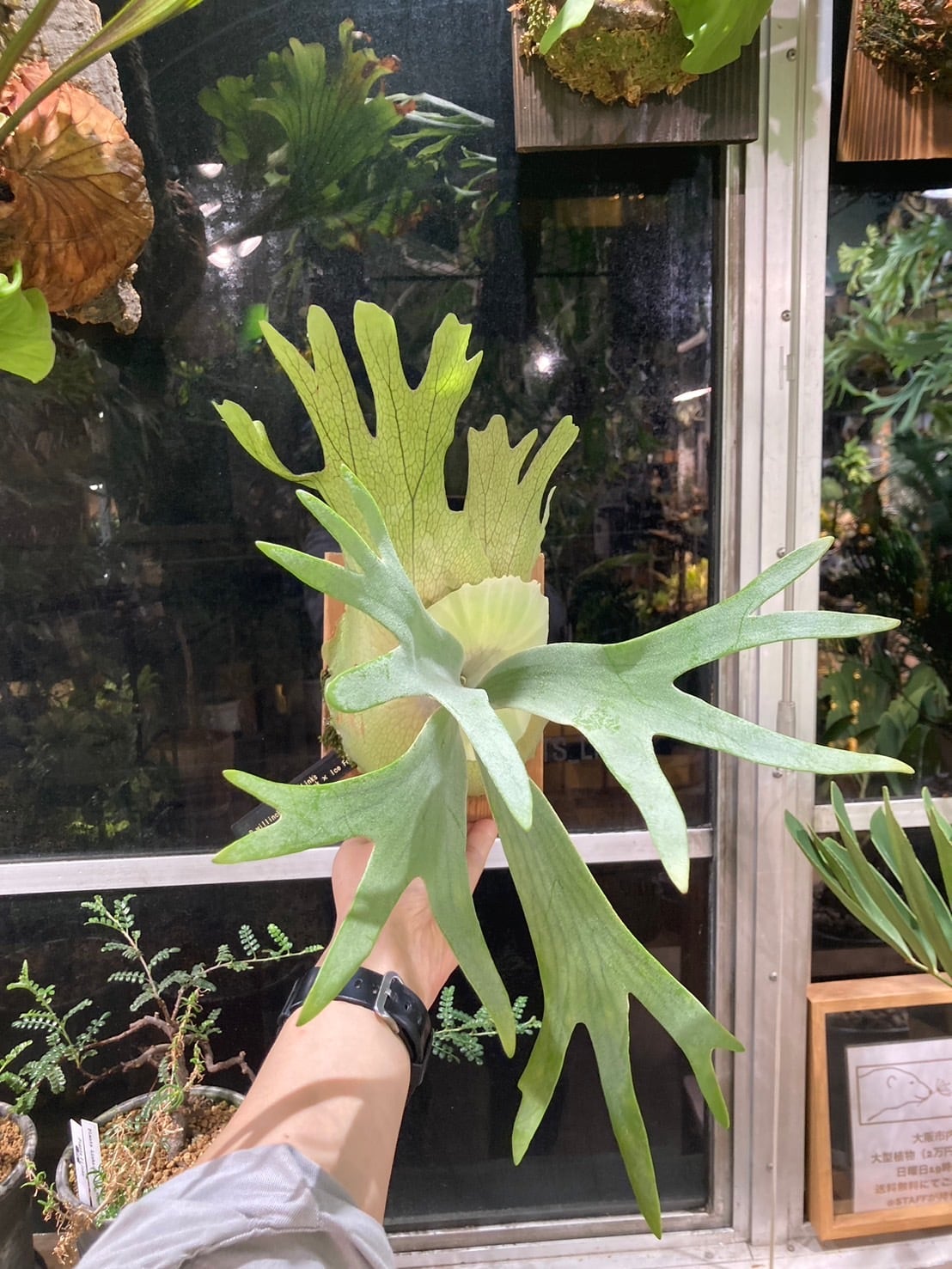 ALL ITEM | Plants.Links