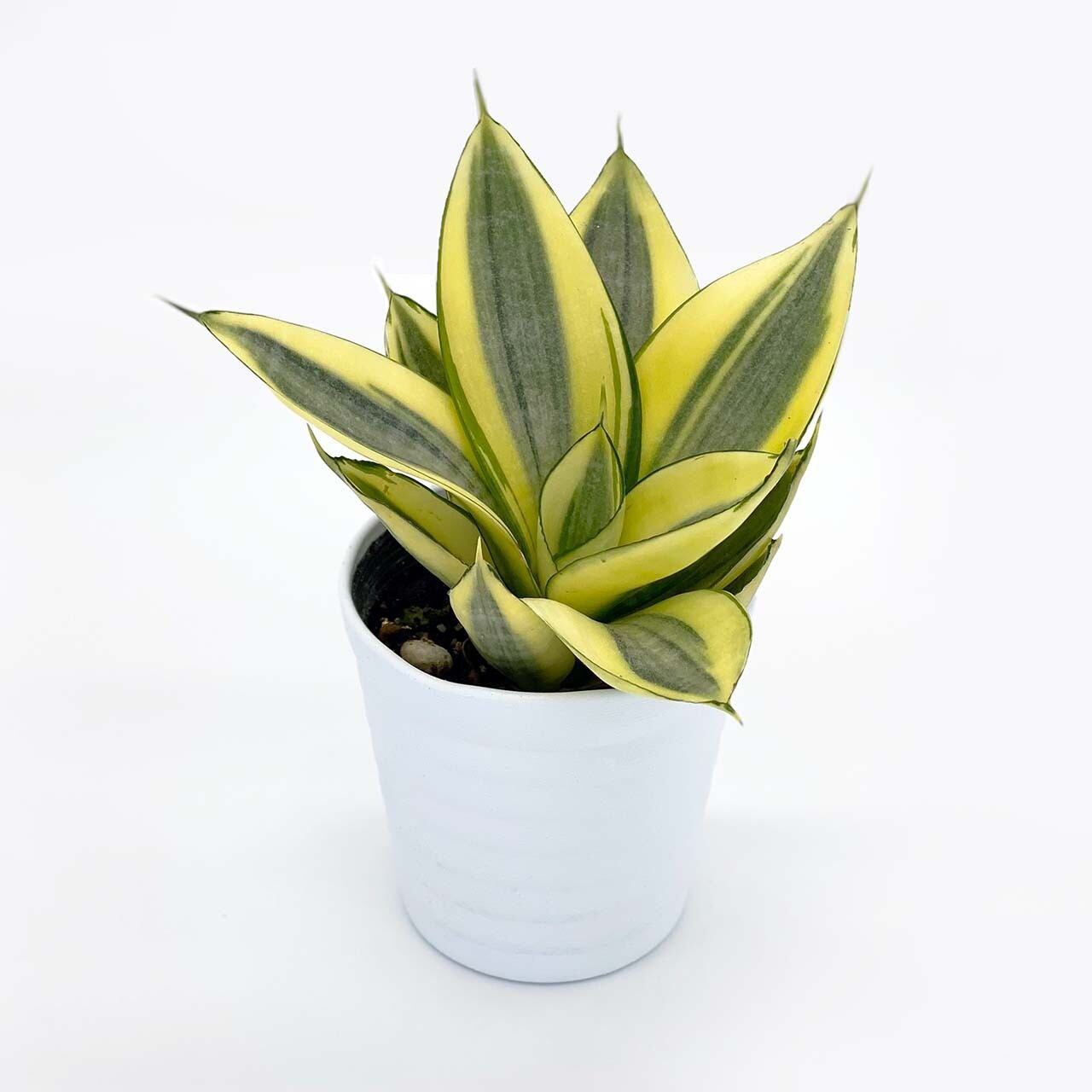 ２ サンスベリア ハニー Inakougei イナコウゲイ 観葉植物 鉢 多肉 猫用品