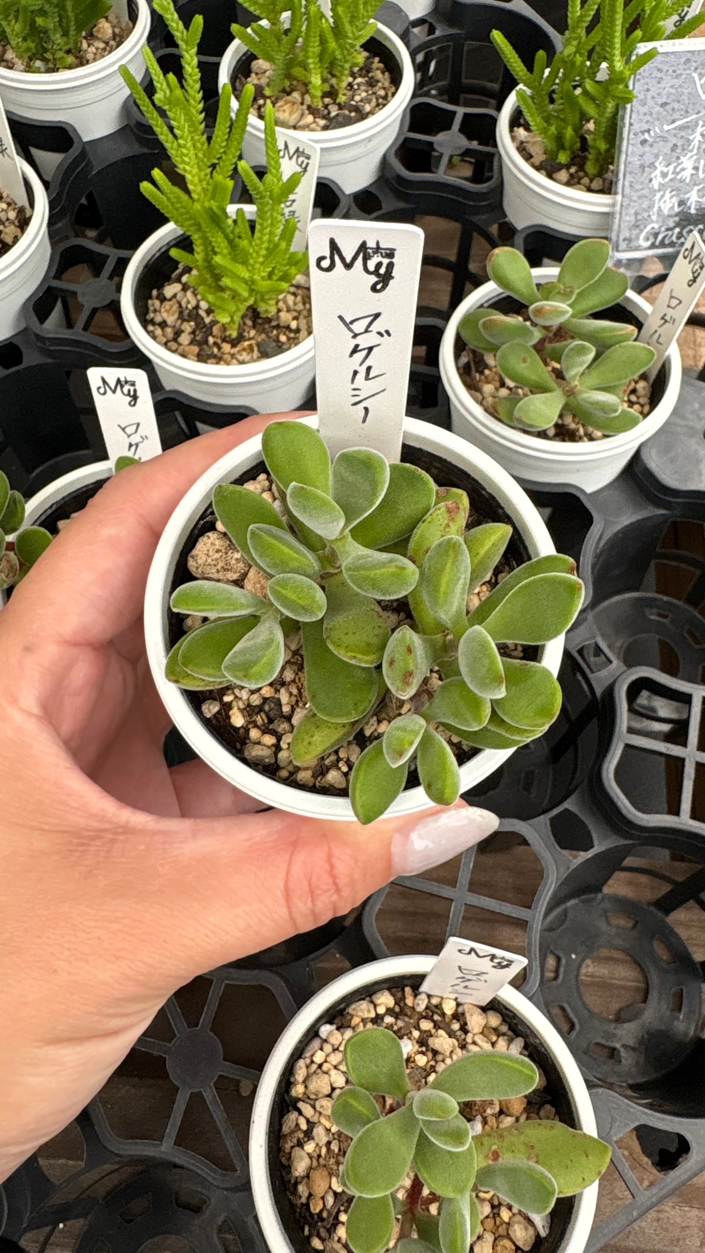 多肉植物専門店MYplus