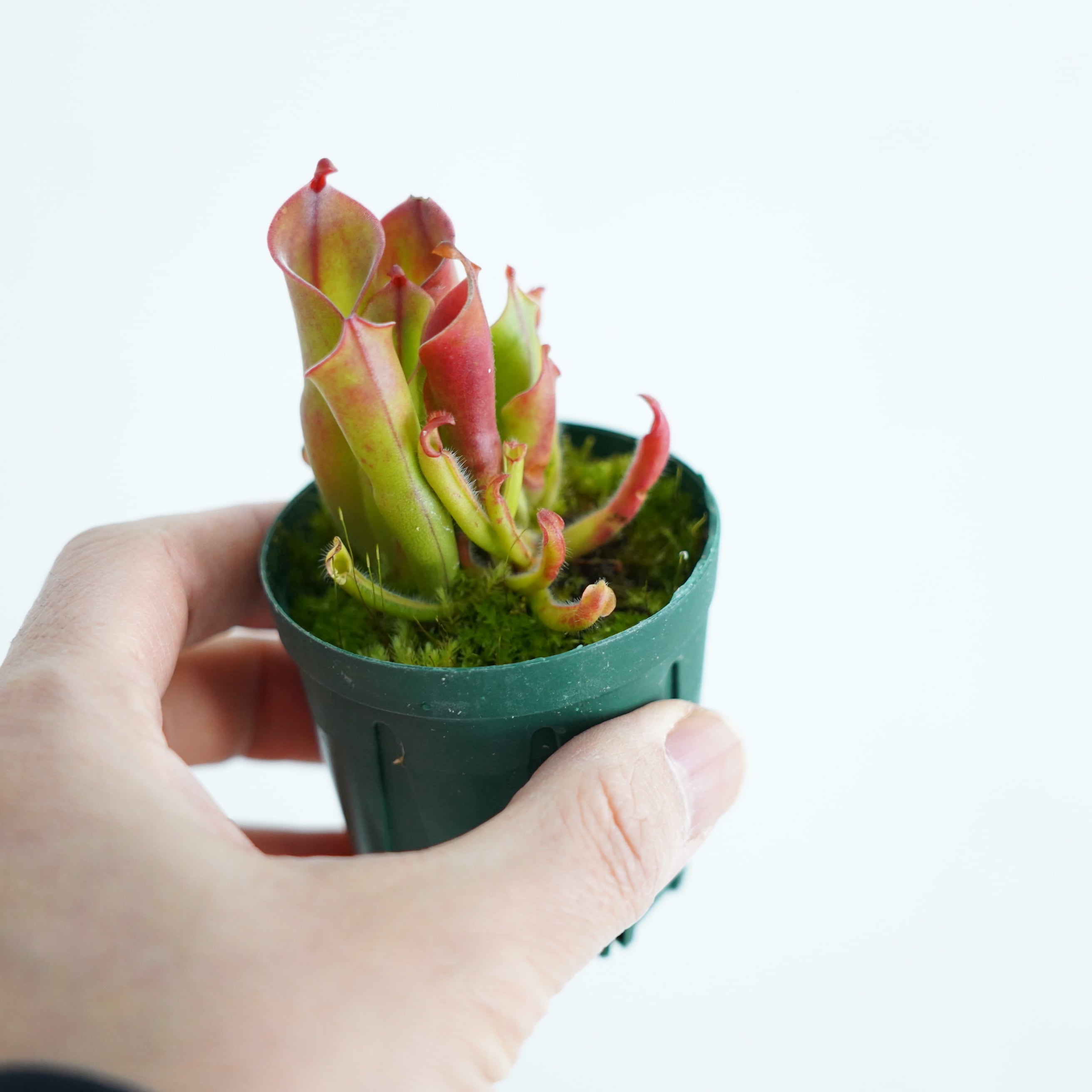 ヘリアンフォラ Heliamphora (heterodoxsa × minor)【食虫植物】 苔
