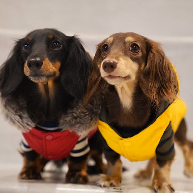 DAKS ダックス　ダウンコート DAKS - DAKS(ダックス) ダウンコート サイズ38 L レディース - カーキ