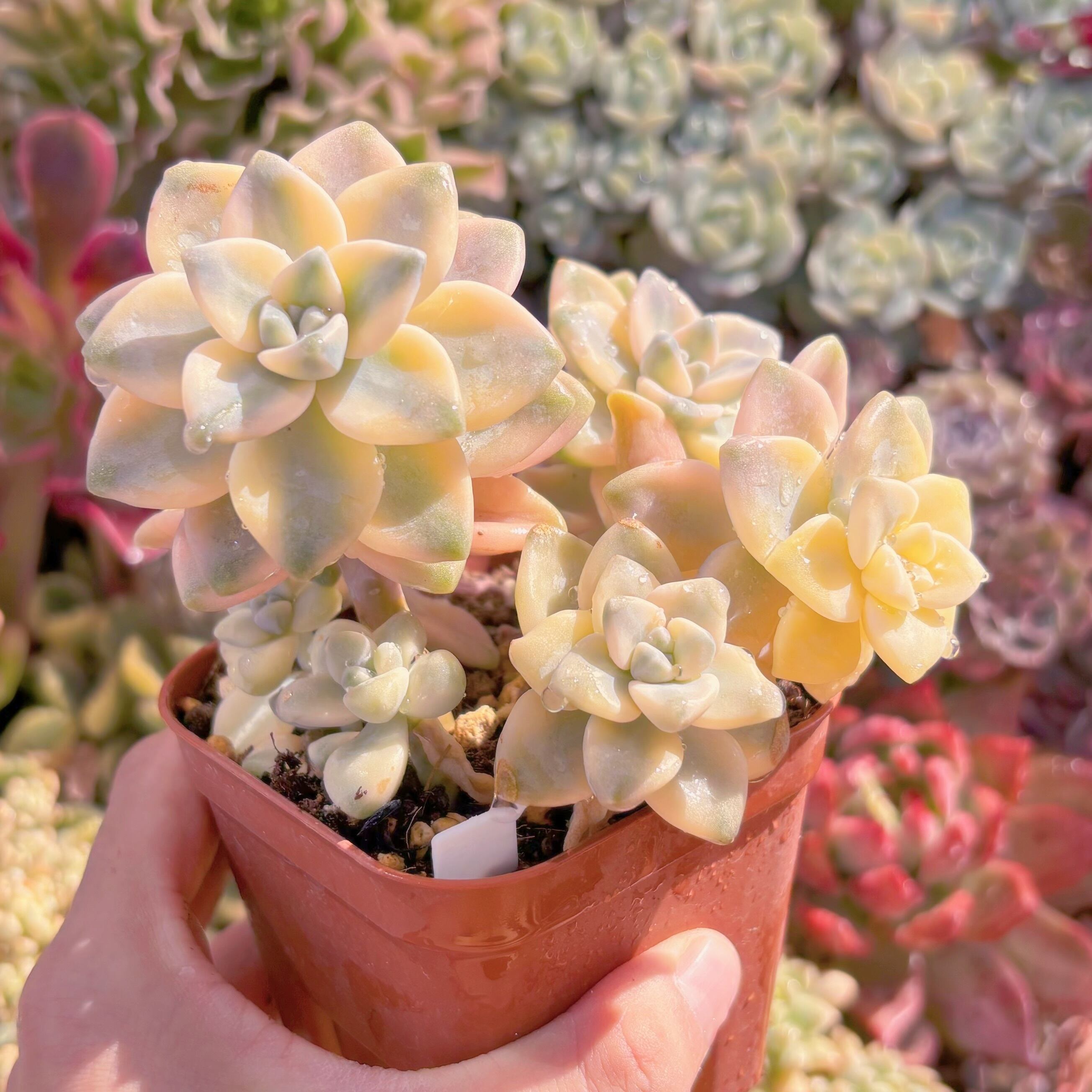 現品　杏子美人錦#600　新入荷　るる農園