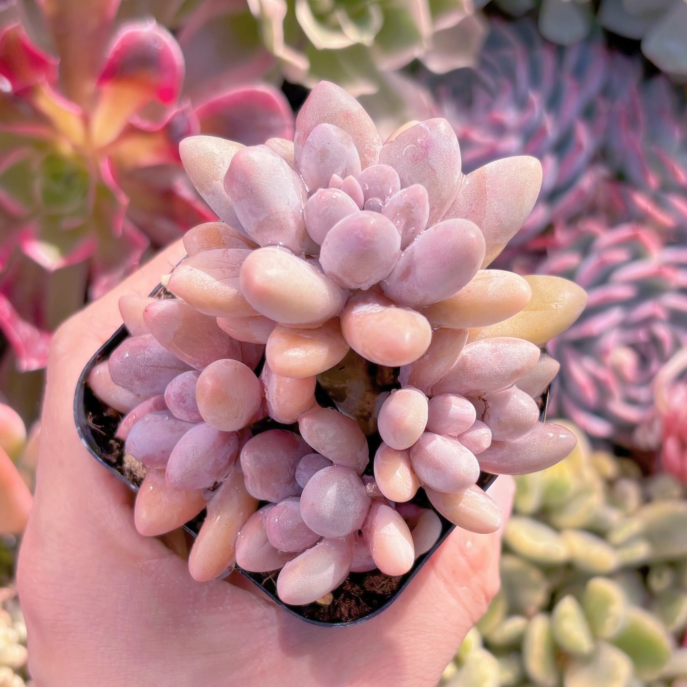 現品　白い恋人#1157　群生　るる農園