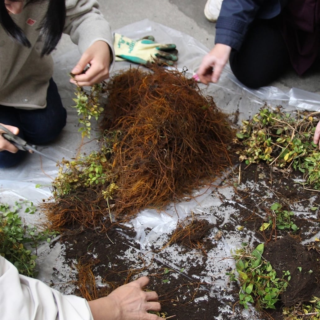 富士山の麓で日本茜を育てよう｜2026年年間パスポート｜大人 | 装いの庭