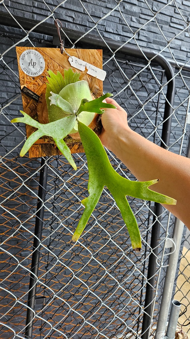 P.willinckii Dwarf Sporelings  Mr.Nook  【artPLANTs】ビカクシダ/コウモリラン