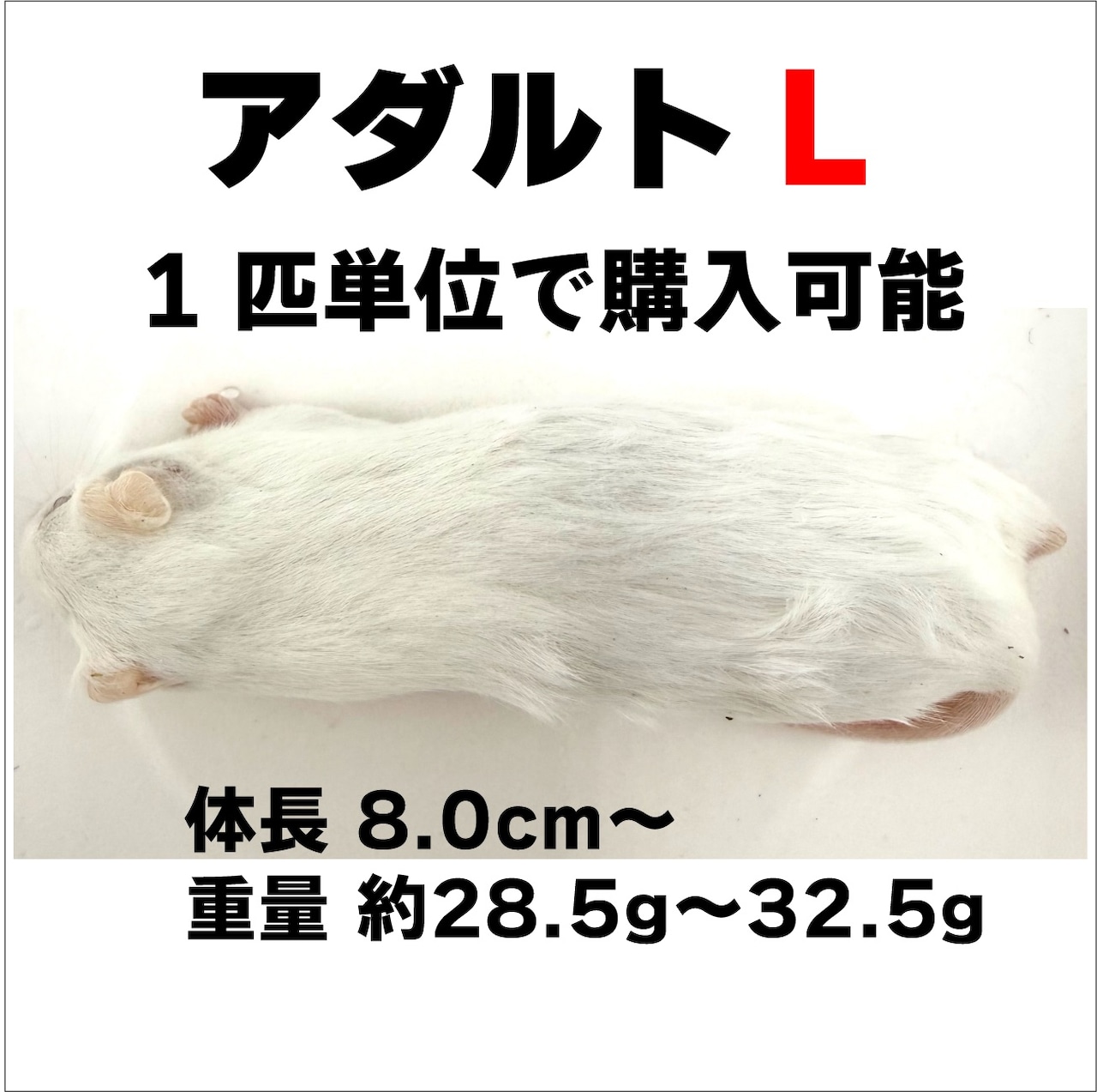 アダルト L 1匹