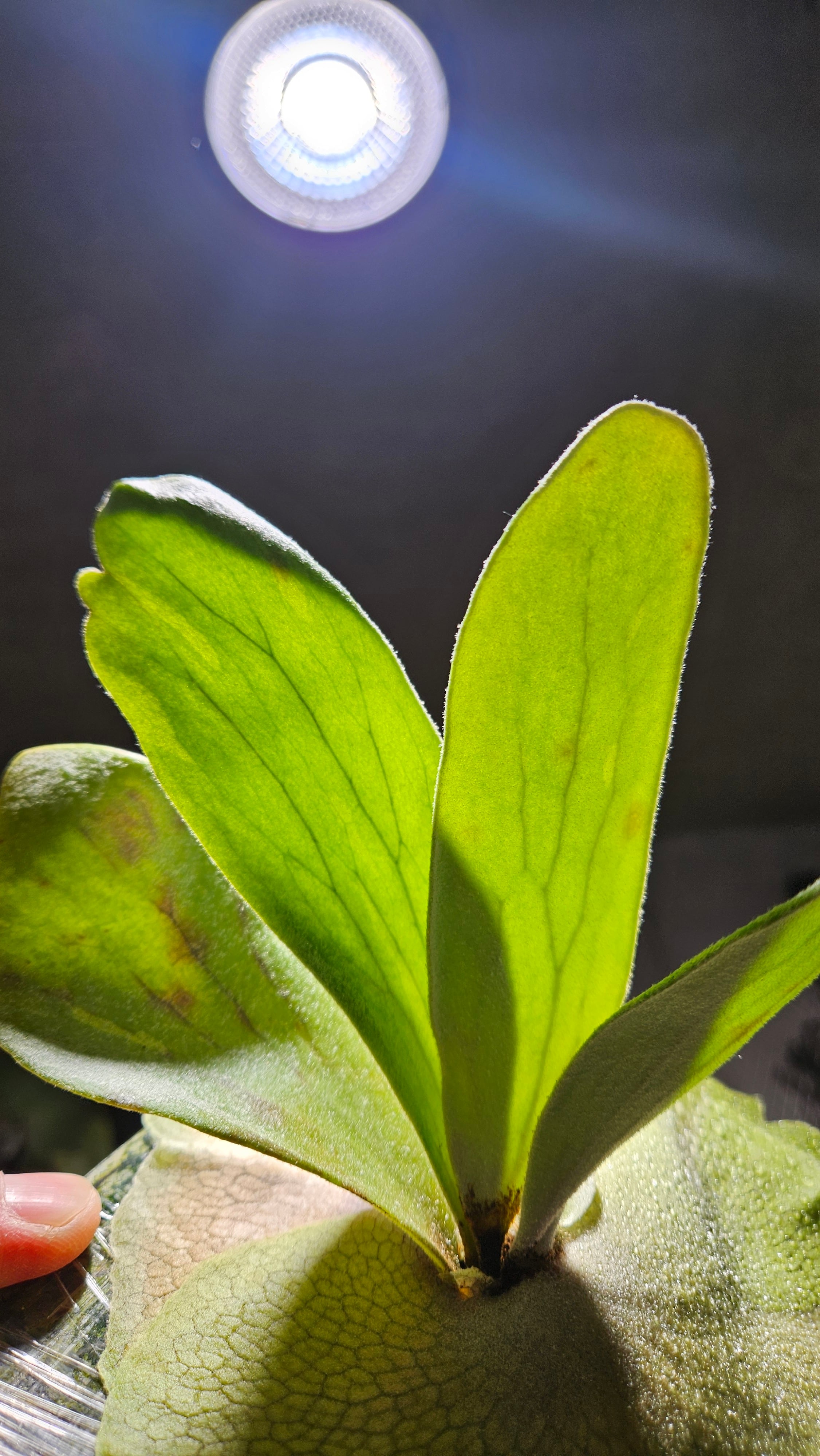 veitchii mutant ビカクシダ P.veitchii '3rd edition' x P.white mr oat🌿 個人的に好きな品種です