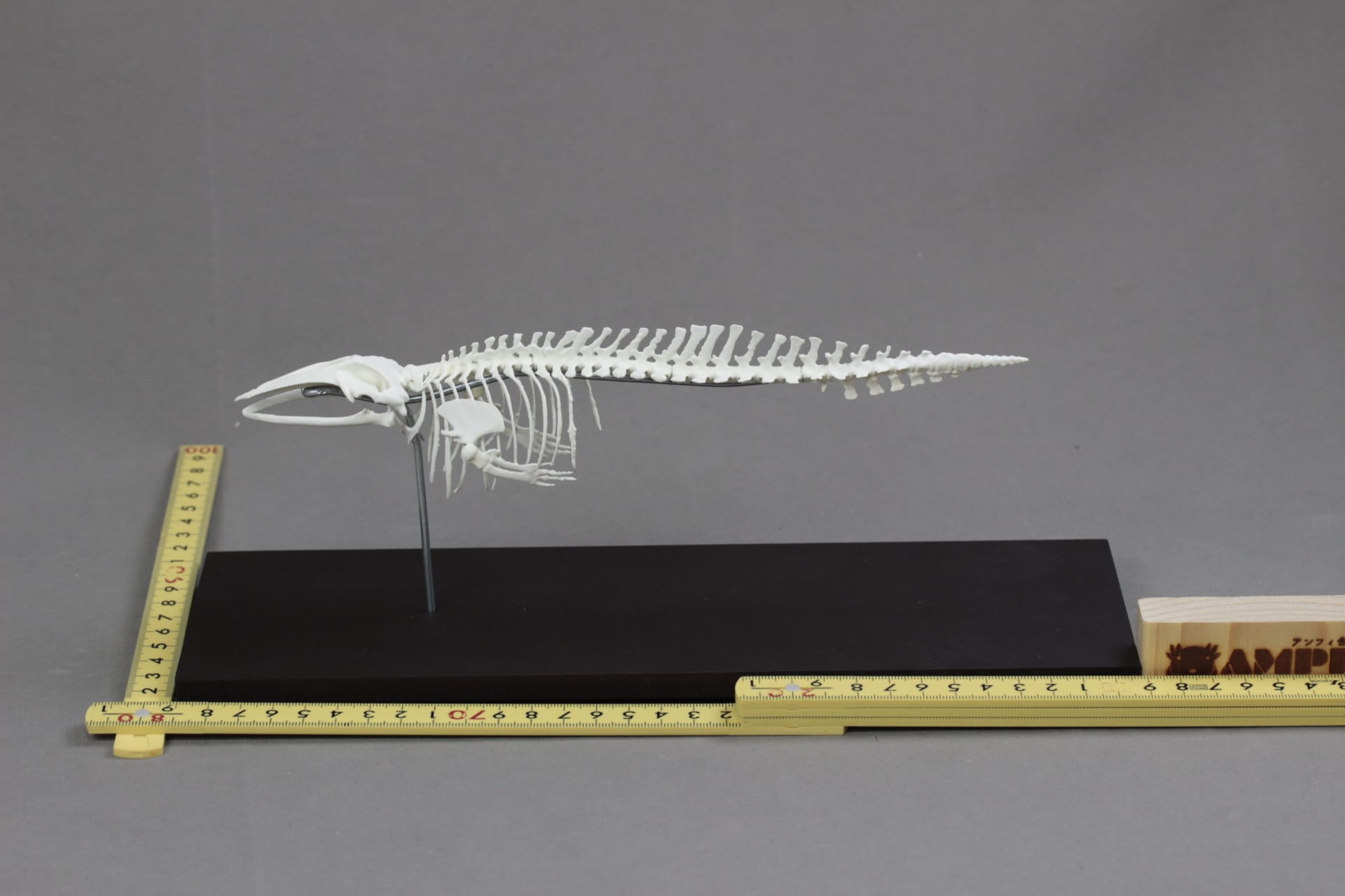 ミンククジラ 縮小全身骨格レプリカ 25cm | アンフィ合同会社