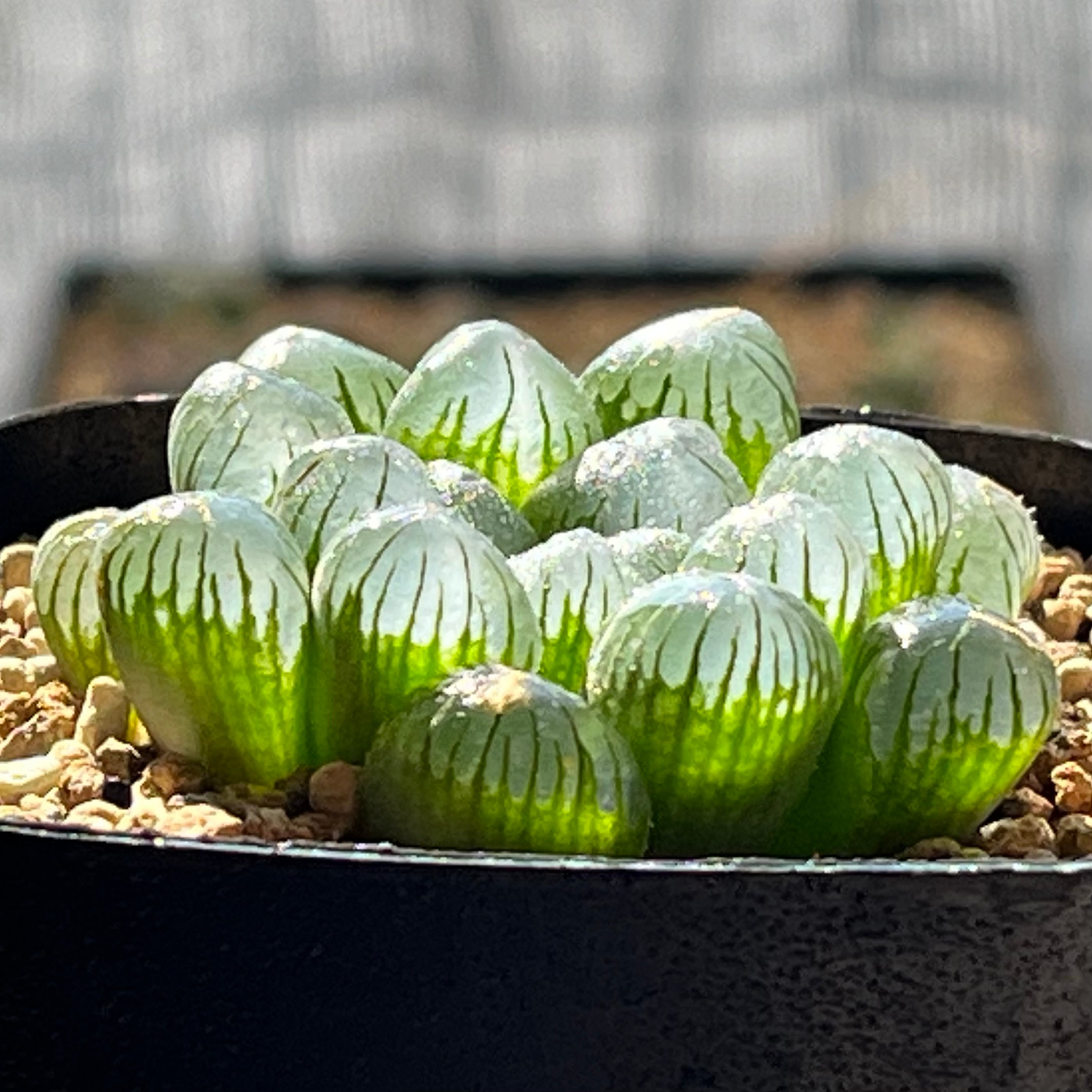 ハオルチア B型コンプトミュータント錦 | mocono_plants