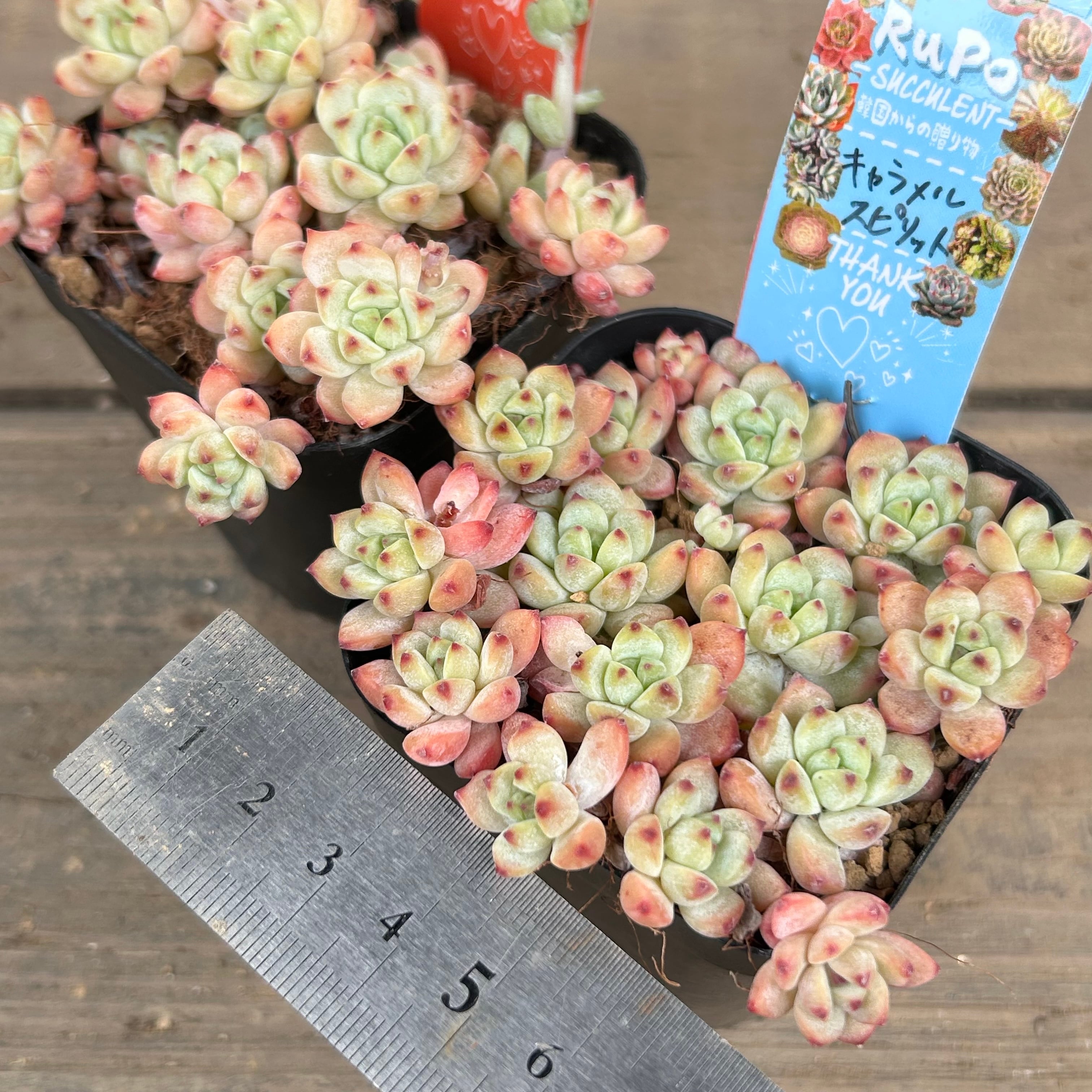 多肉植物 韓国苗 arisu様 韓国苗入り多肉植物16種セット＊寄せ