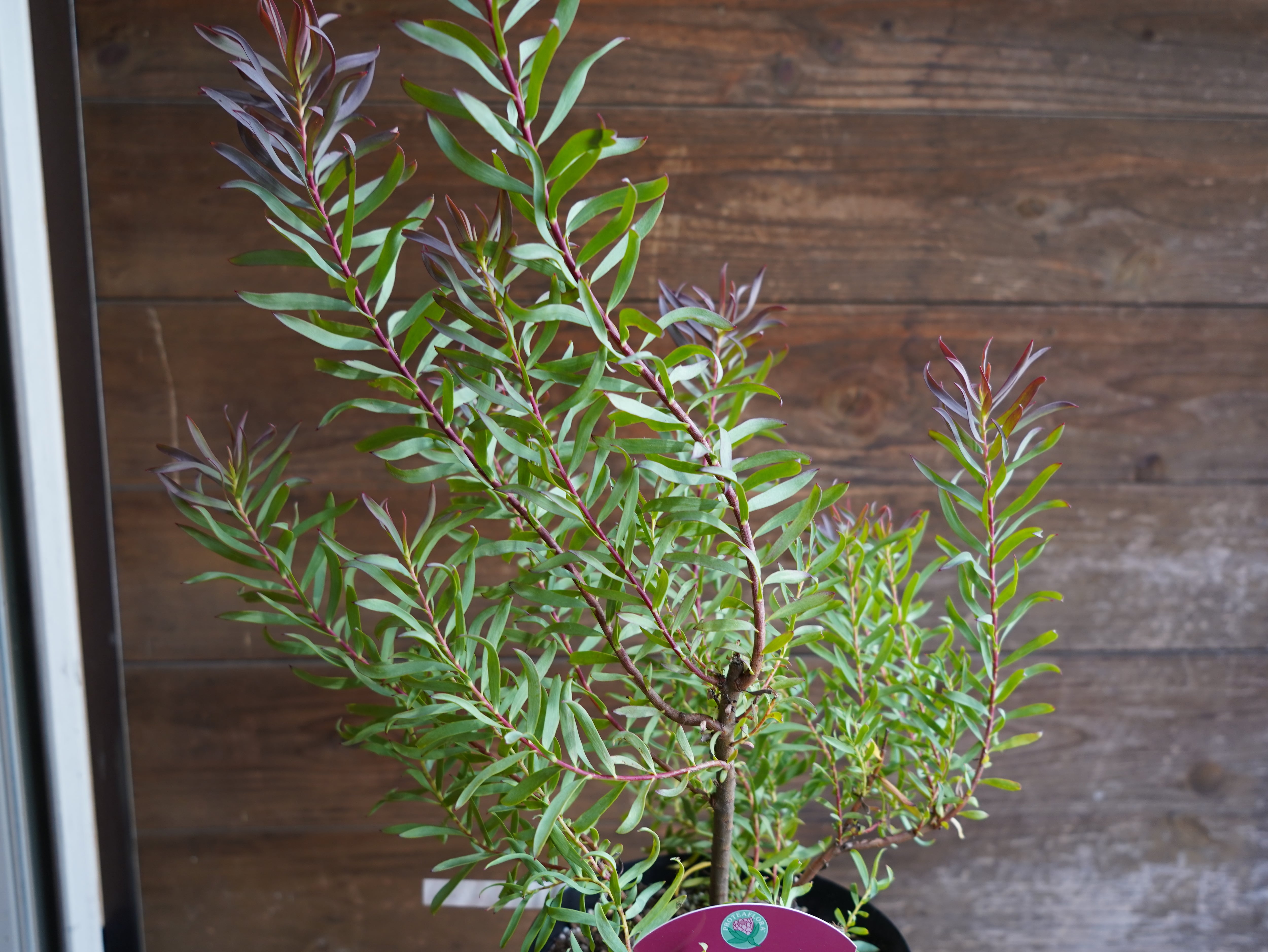 【現物】リューカデンドロン　”Gypsy Red”　６号